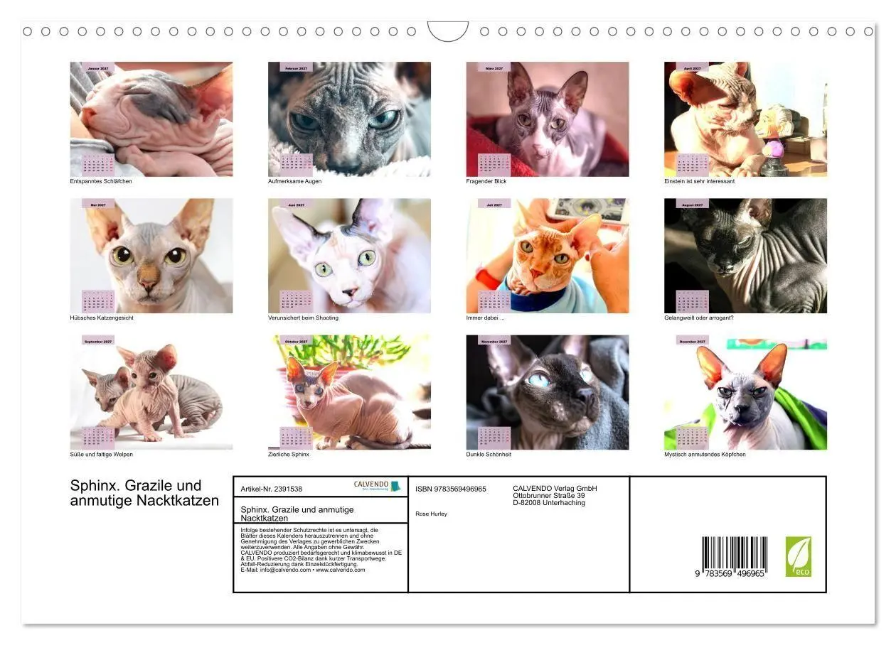 Bild: 9783569496965 | Sphinx. Grazile und anmutige Nacktkatzen (Wandkalender 2027 DIN A3...