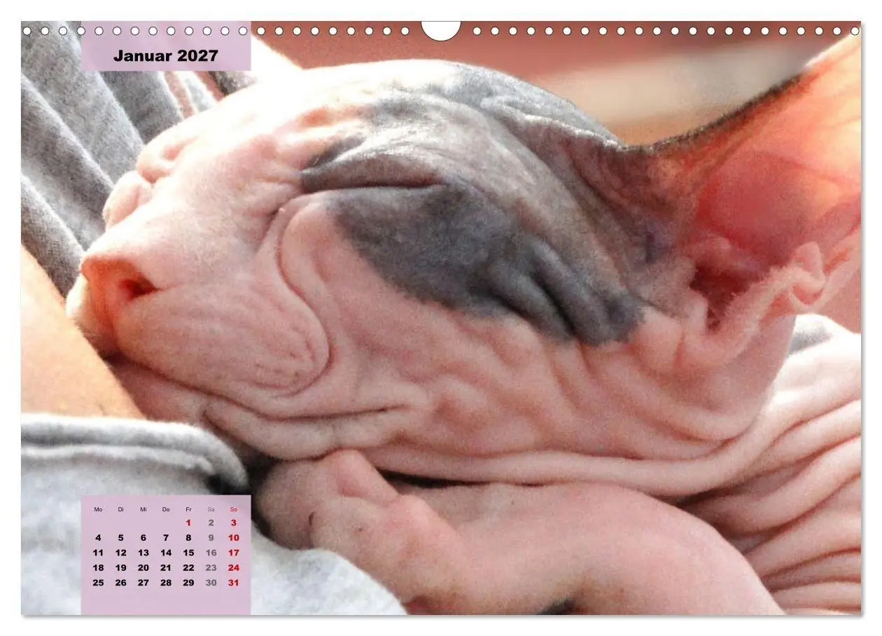 Bild: 9783569496965 | Sphinx. Grazile und anmutige Nacktkatzen (Wandkalender 2027 DIN A3...