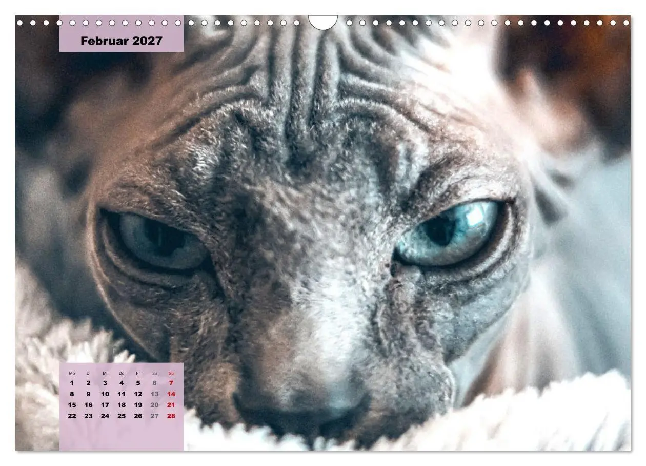 Bild: 9783569496965 | Sphinx. Grazile und anmutige Nacktkatzen (Wandkalender 2027 DIN A3...