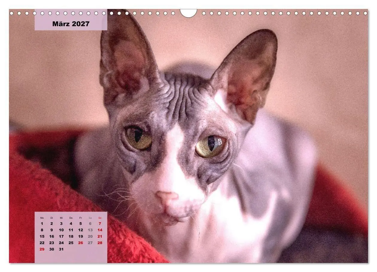 Bild: 9783569496965 | Sphinx. Grazile und anmutige Nacktkatzen (Wandkalender 2027 DIN A3...