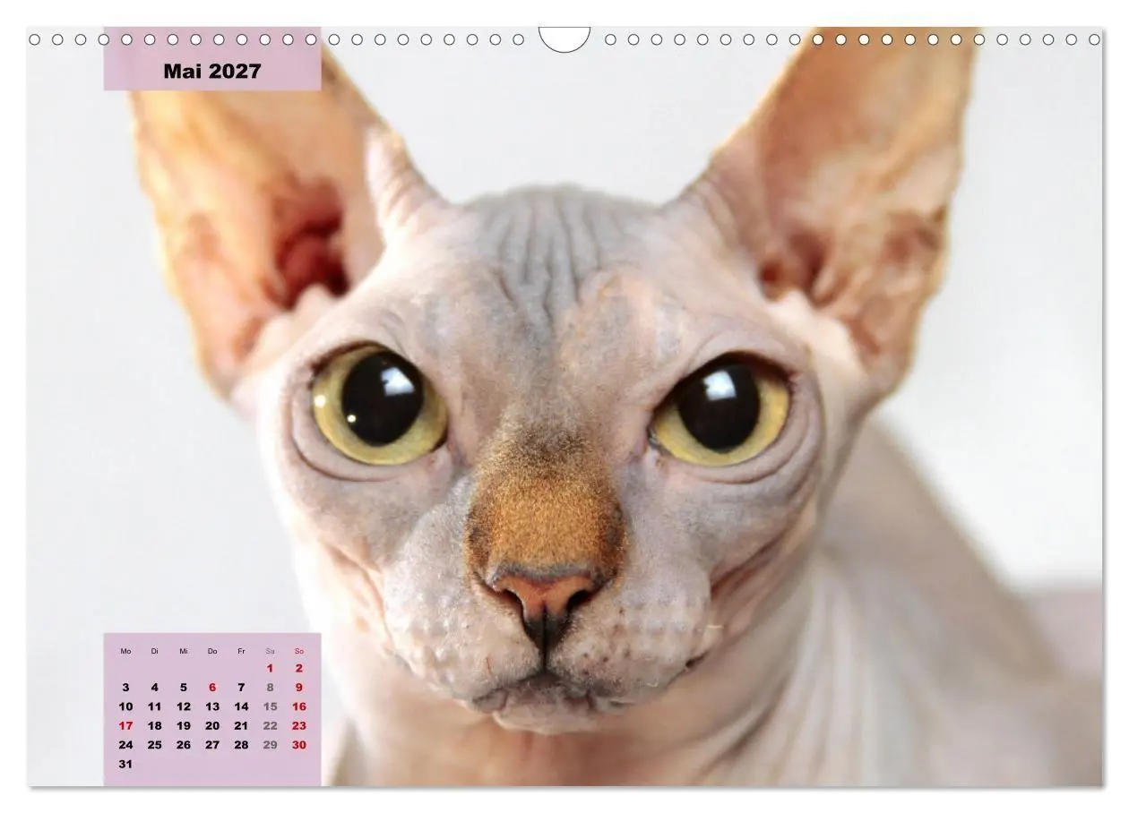 Bild: 9783569496965 | Sphinx. Grazile und anmutige Nacktkatzen (Wandkalender 2027 DIN A3...