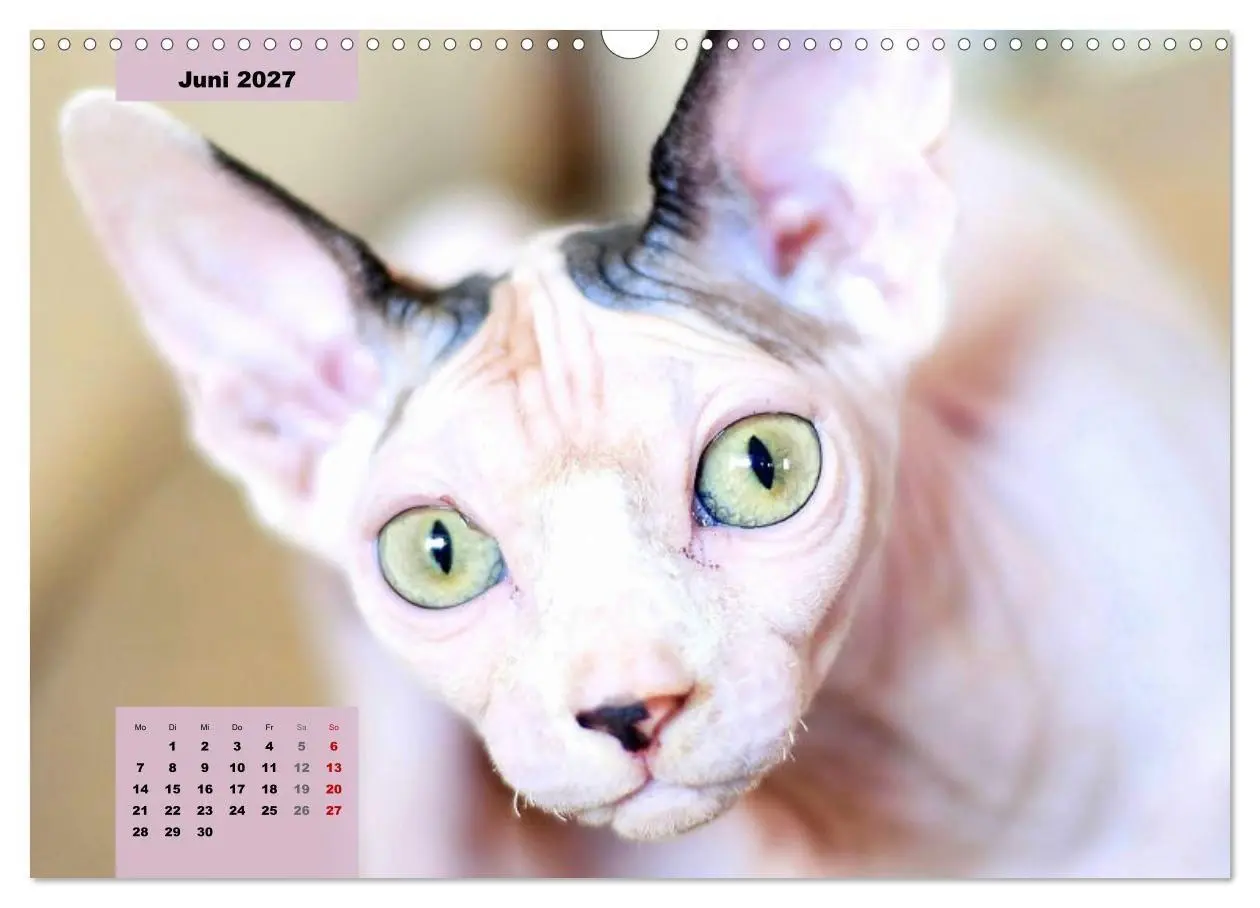 Bild: 9783569496965 | Sphinx. Grazile und anmutige Nacktkatzen (Wandkalender 2027 DIN A3...