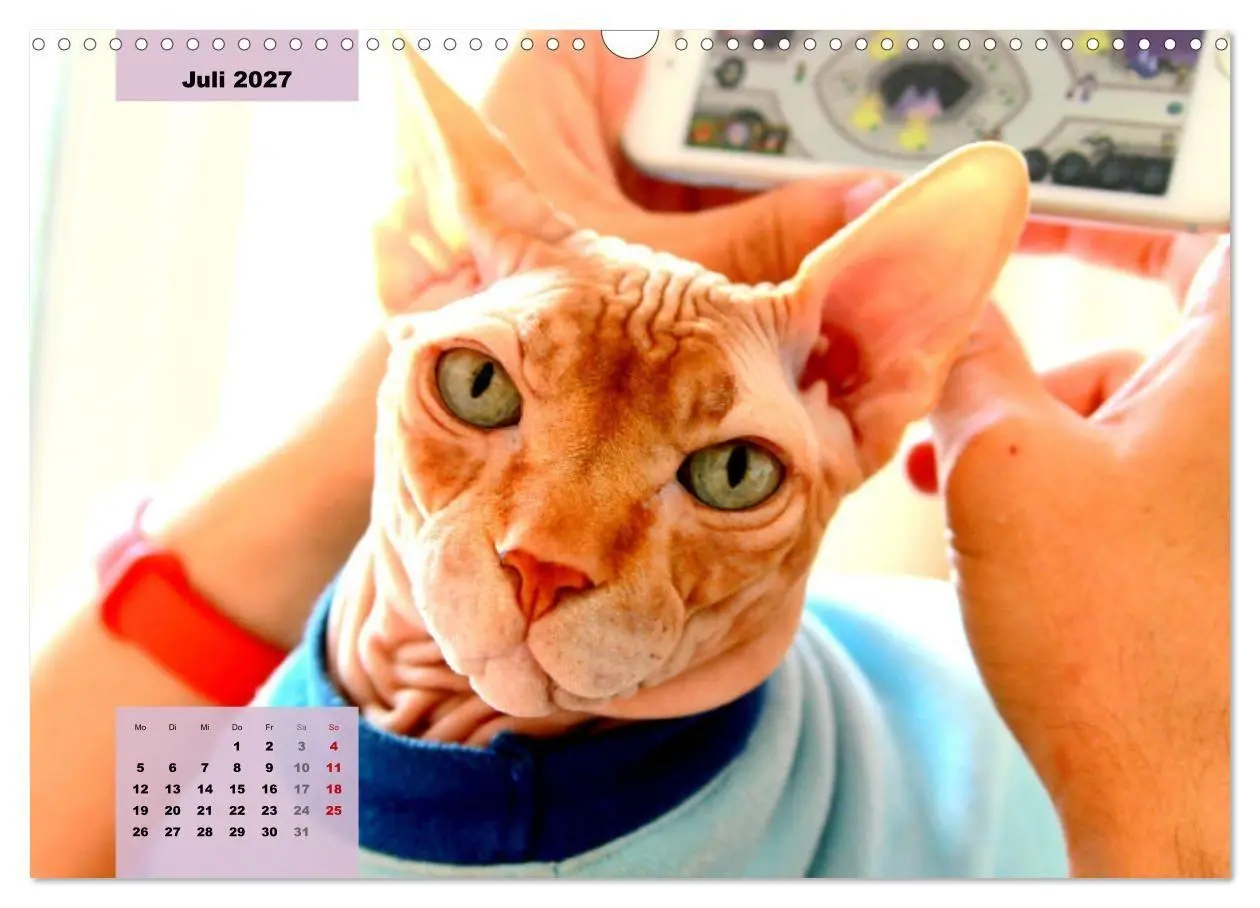 Bild: 9783569496965 | Sphinx. Grazile und anmutige Nacktkatzen (Wandkalender 2027 DIN A3...