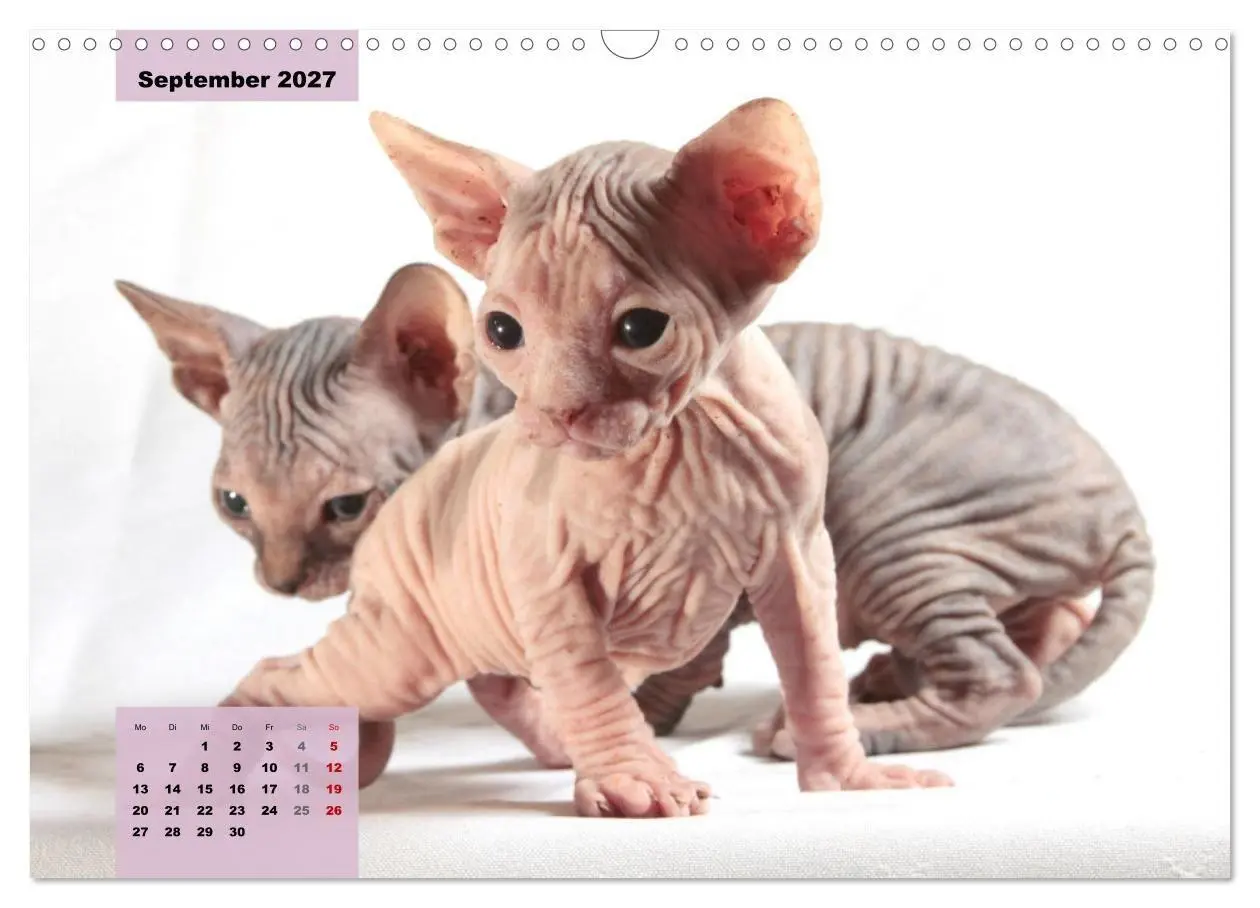 Bild: 9783569496965 | Sphinx. Grazile und anmutige Nacktkatzen (Wandkalender 2027 DIN A3...