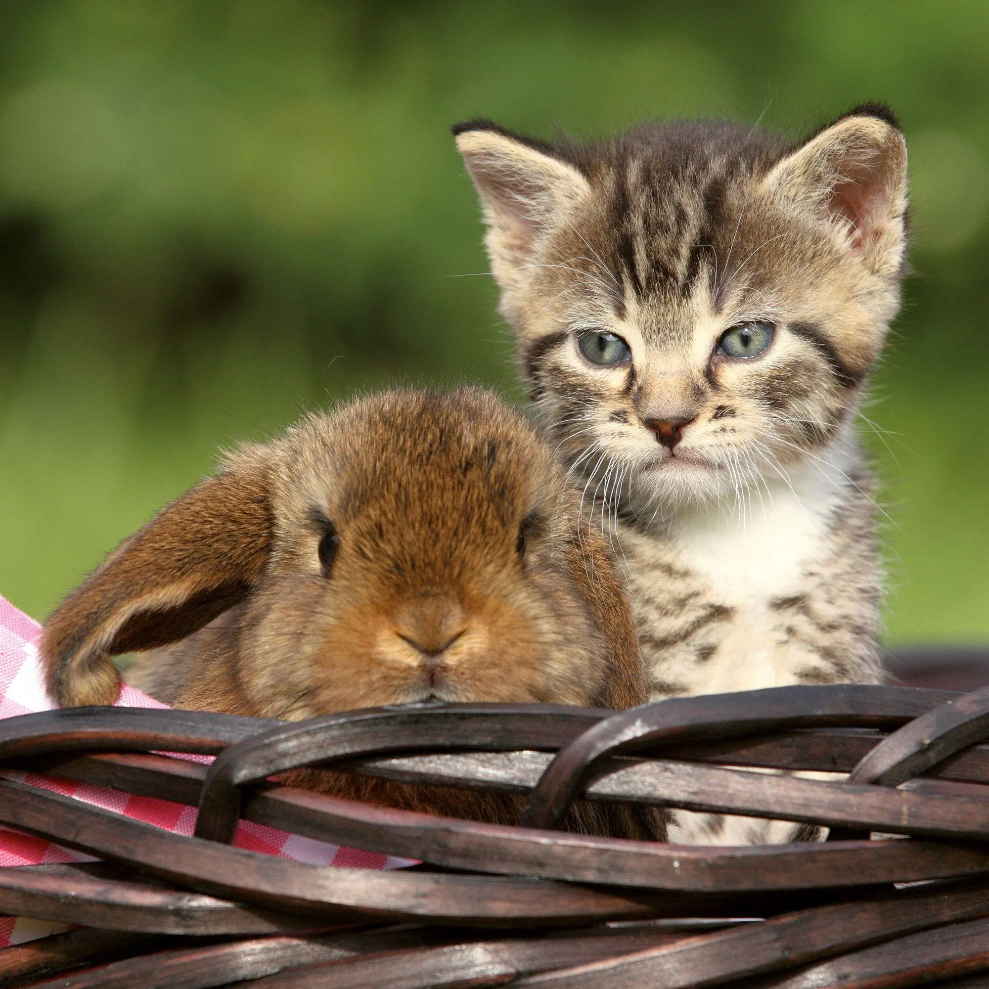 Bild: 9783959297165 | Kleine Freunde / Little Friends 2027 | Kalender 2027 | Kalender | 2027