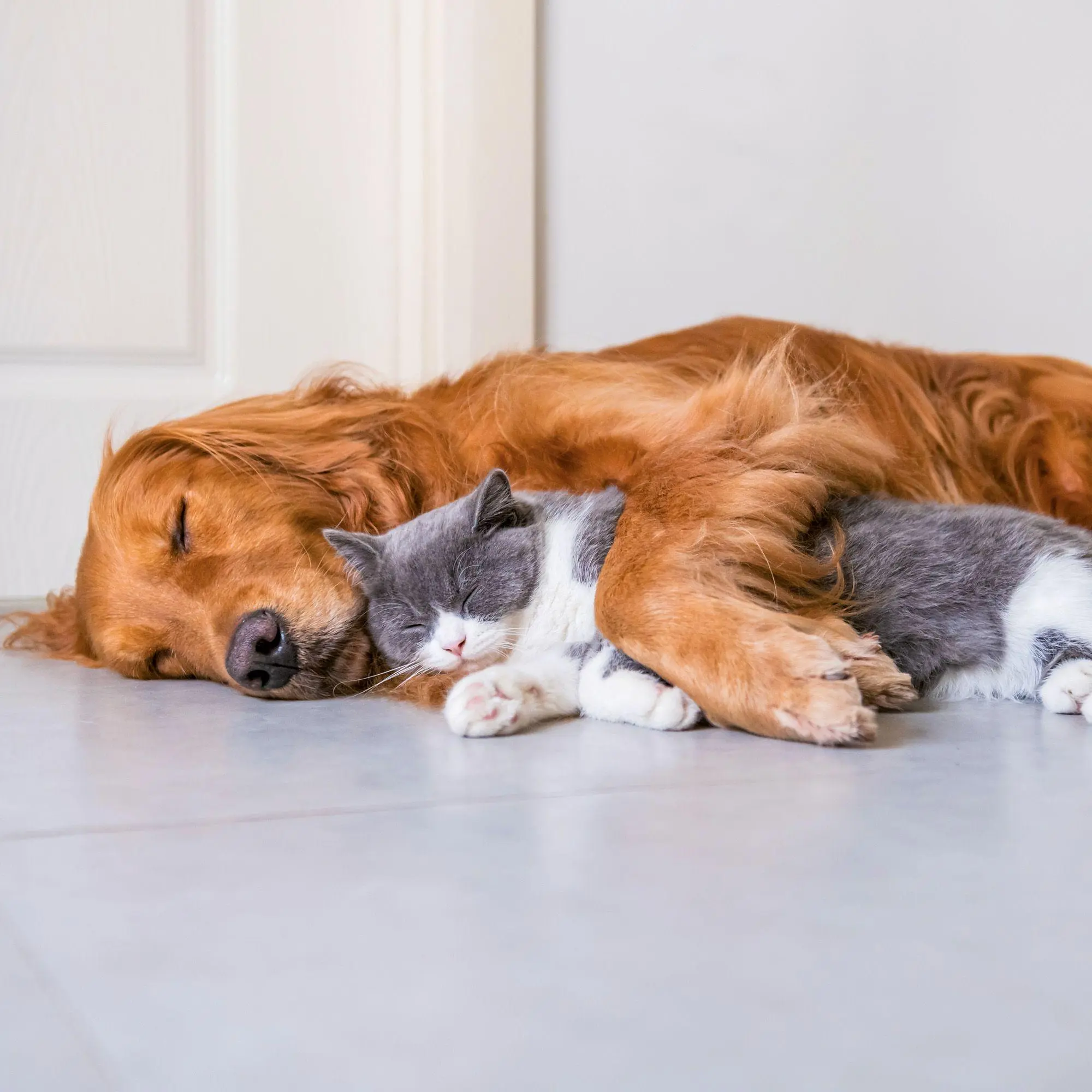 Bild: 9783959297165 | Kleine Freunde / Little Friends 2027 | Kalender 2027 | Kalender | 2027