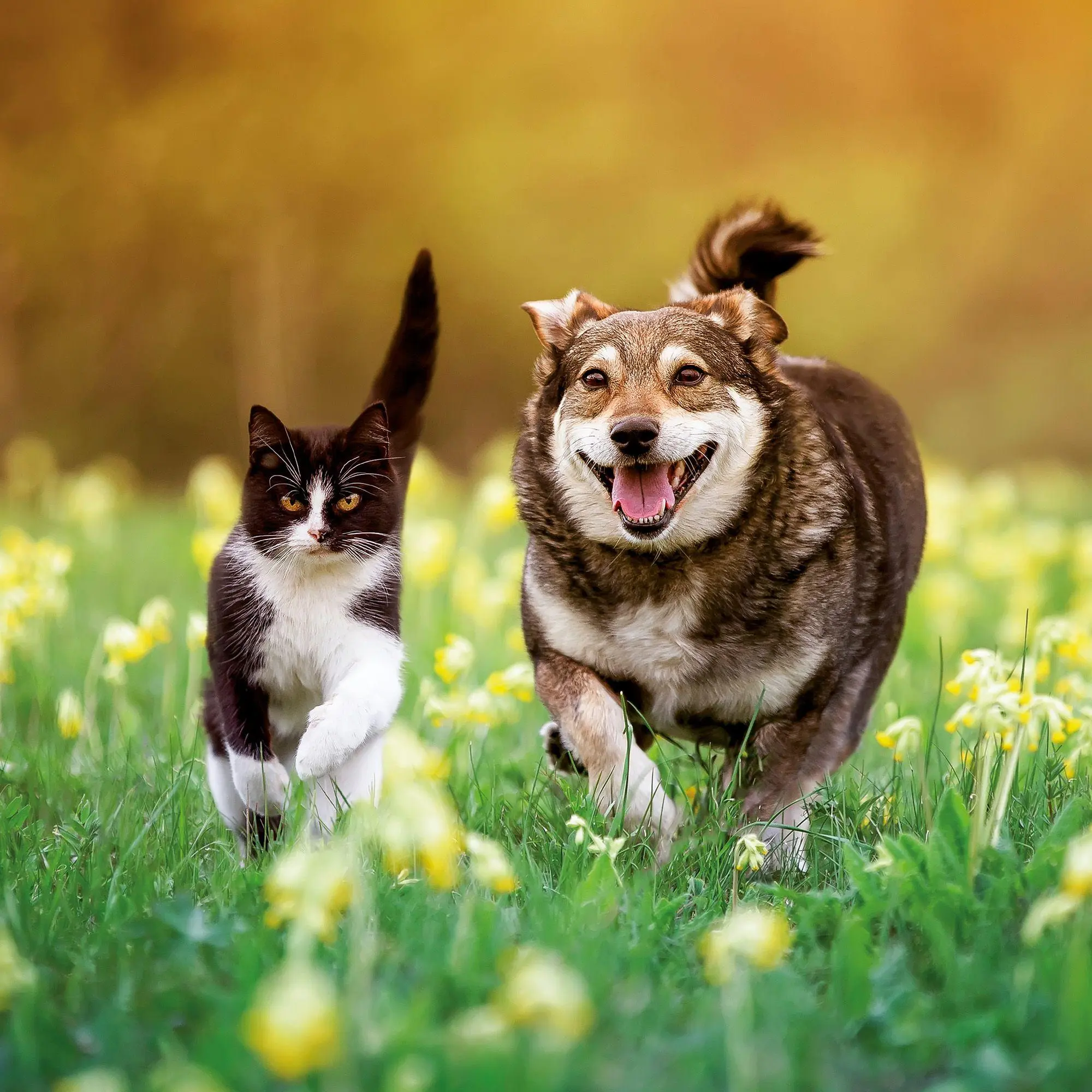 Bild: 9783959297165 | Kleine Freunde / Little Friends 2027 | Kalender 2027 | Kalender | 2027
