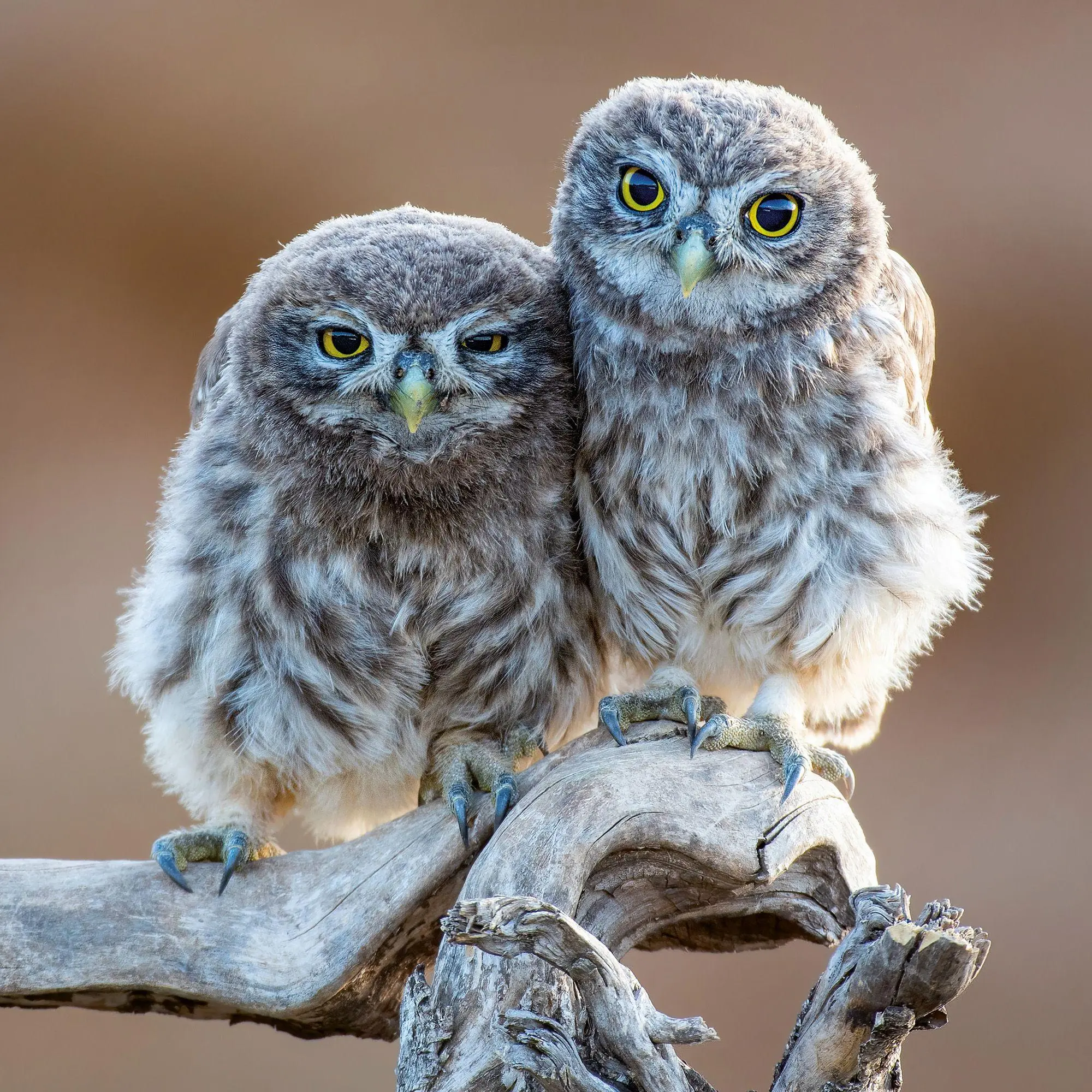 Bild: 9783959297165 | Kleine Freunde / Little Friends 2027 | Kalender 2027 | Kalender | 2027