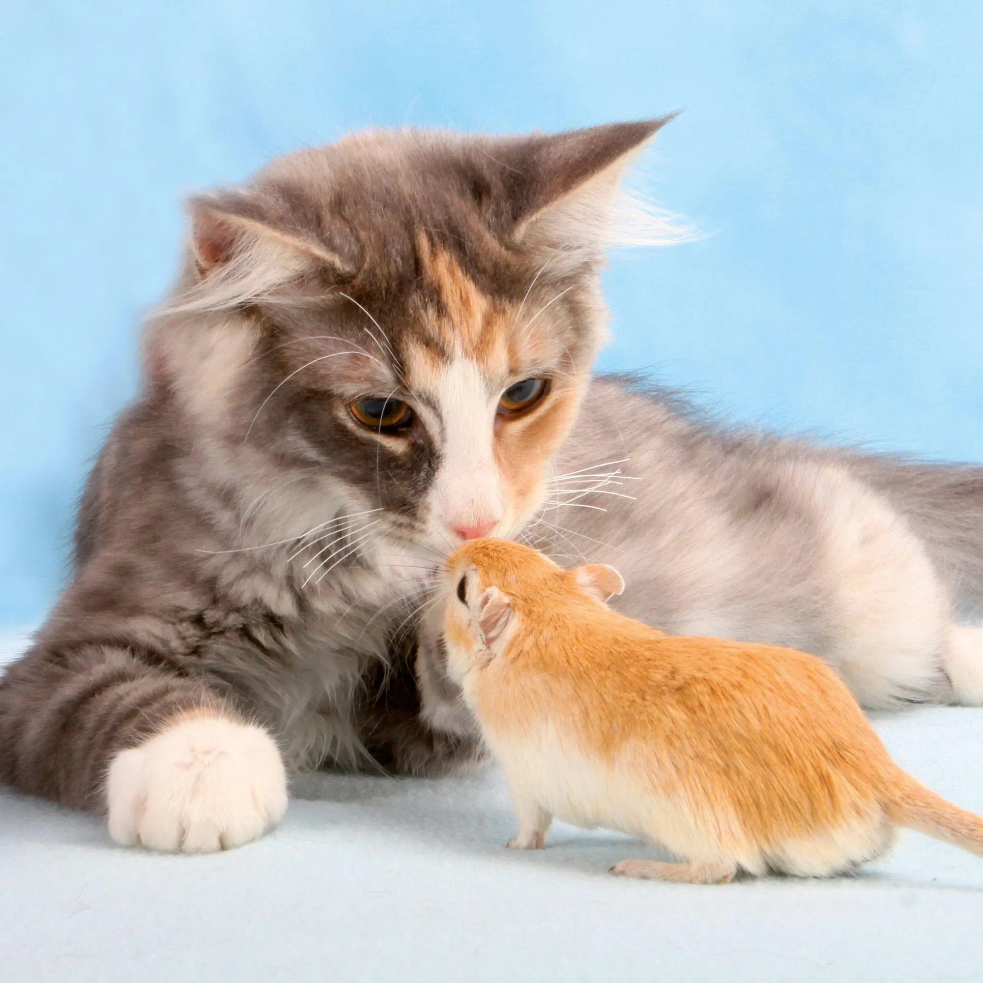Bild: 9783959297165 | Kleine Freunde / Little Friends 2027 | Kalender 2027 | Kalender | 2027