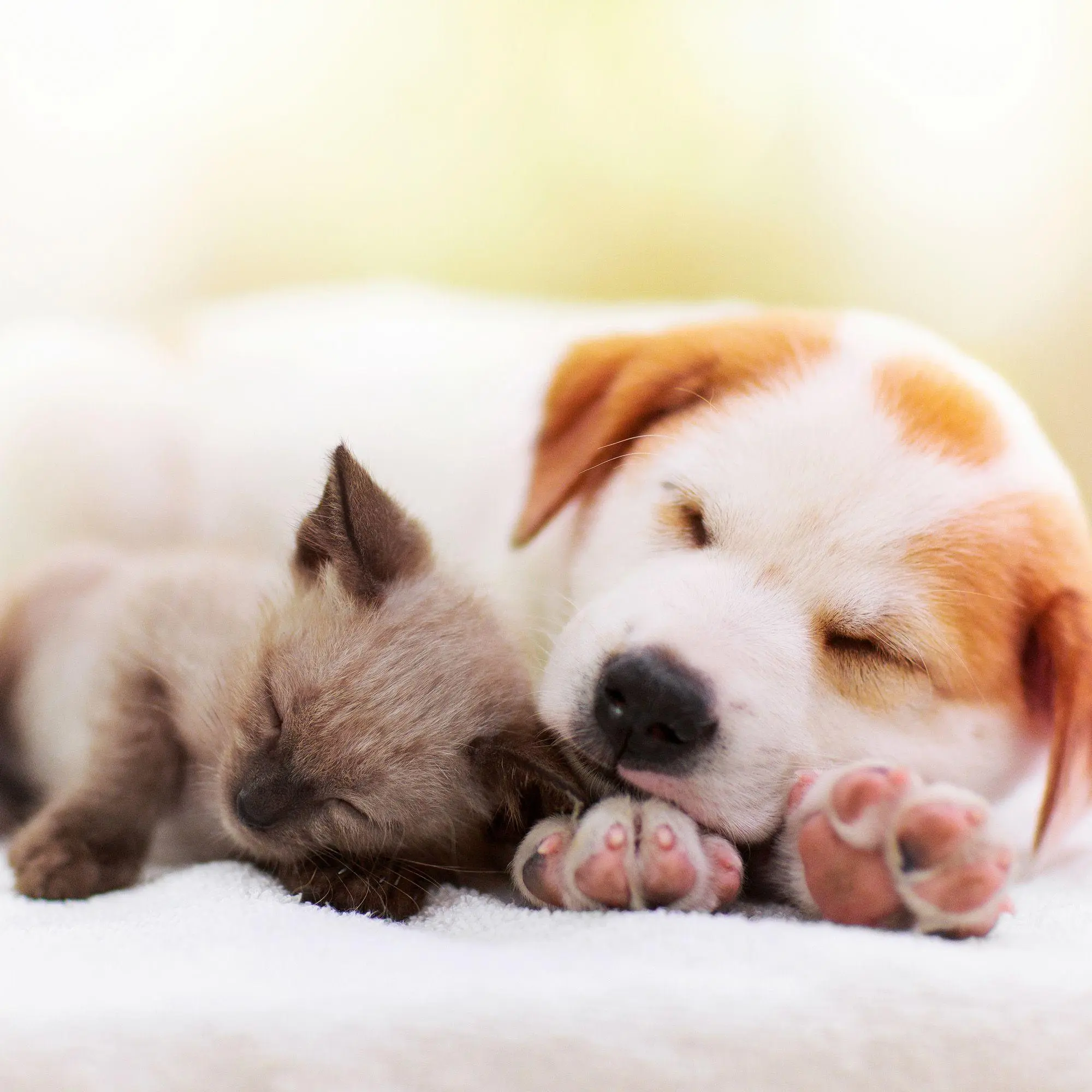 Bild: 9783959297165 | Kleine Freunde / Little Friends 2027 | Kalender 2027 | Kalender | 2027