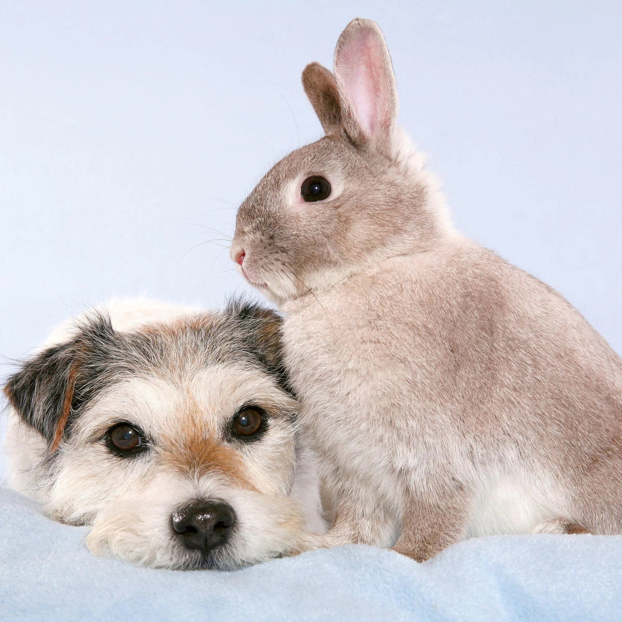 Bild: 9783959297165 | Kleine Freunde / Little Friends 2027 | Kalender 2027 | Kalender | 2027
