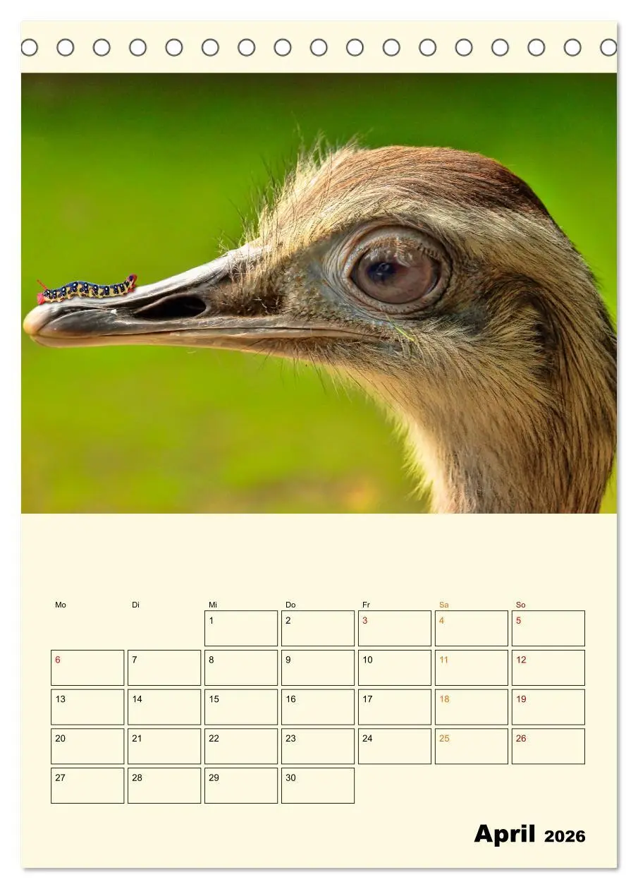 Bild: 9783516347265 | Lustig verrückt - der Tierkalender (Tischkalender 2026 DIN A5...