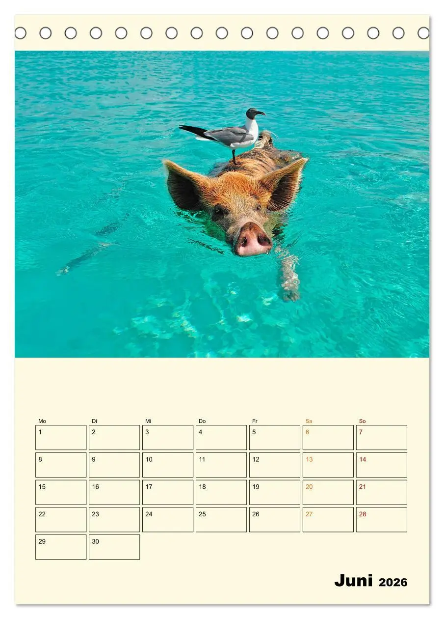 Bild: 9783516347265 | Lustig verrückt - der Tierkalender (Tischkalender 2026 DIN A5...