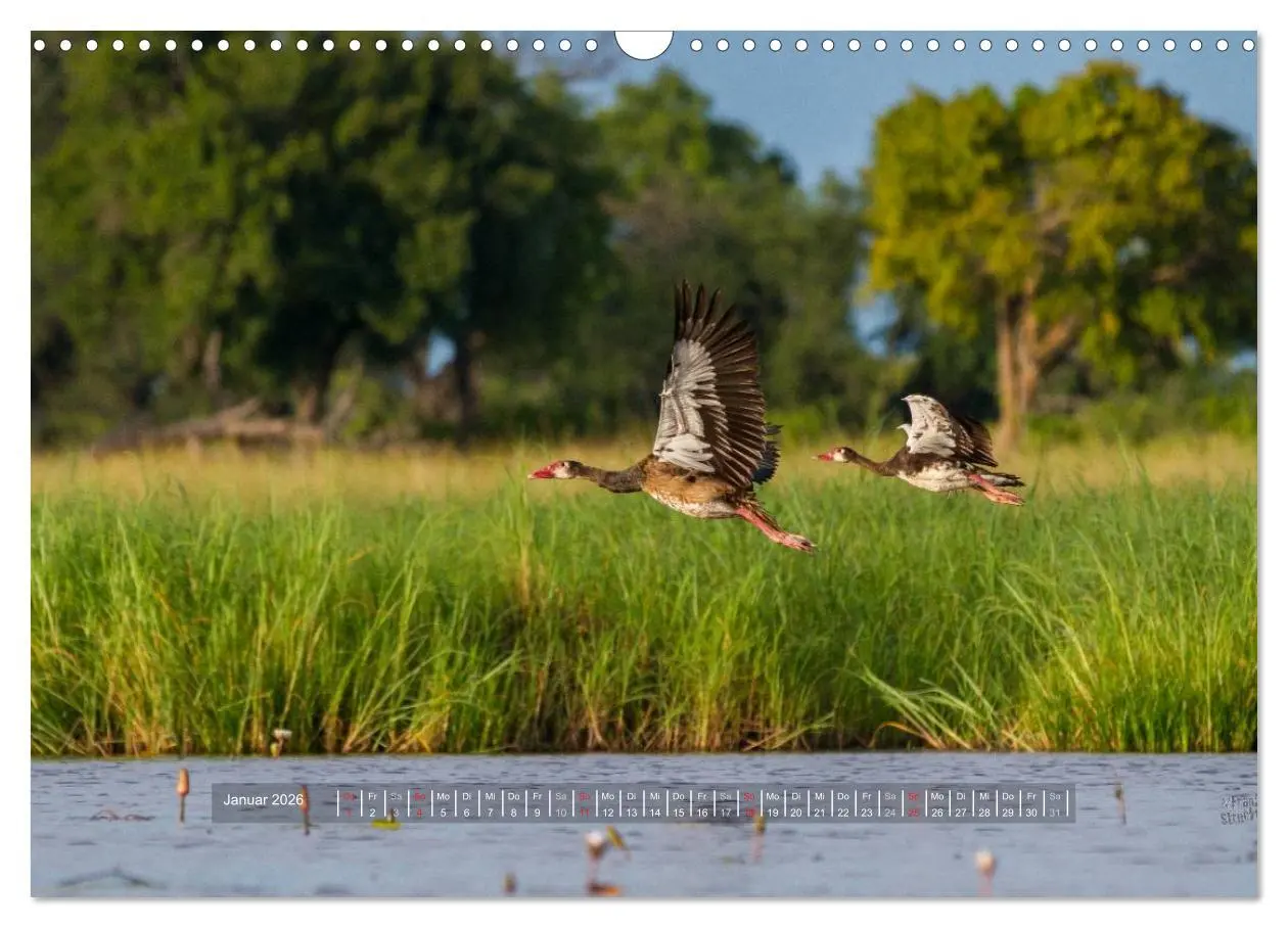 Bild: 9783516197365 | Abenteuer Botswana Afrika - Adventure Botswana (Wandkalender 2026...