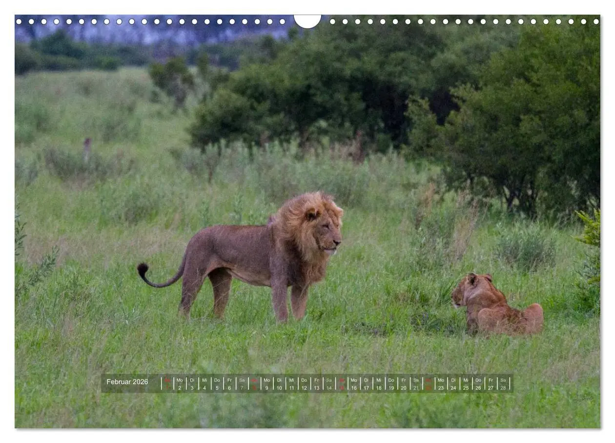 Bild: 9783516197365 | Abenteuer Botswana Afrika - Adventure Botswana (Wandkalender 2026...