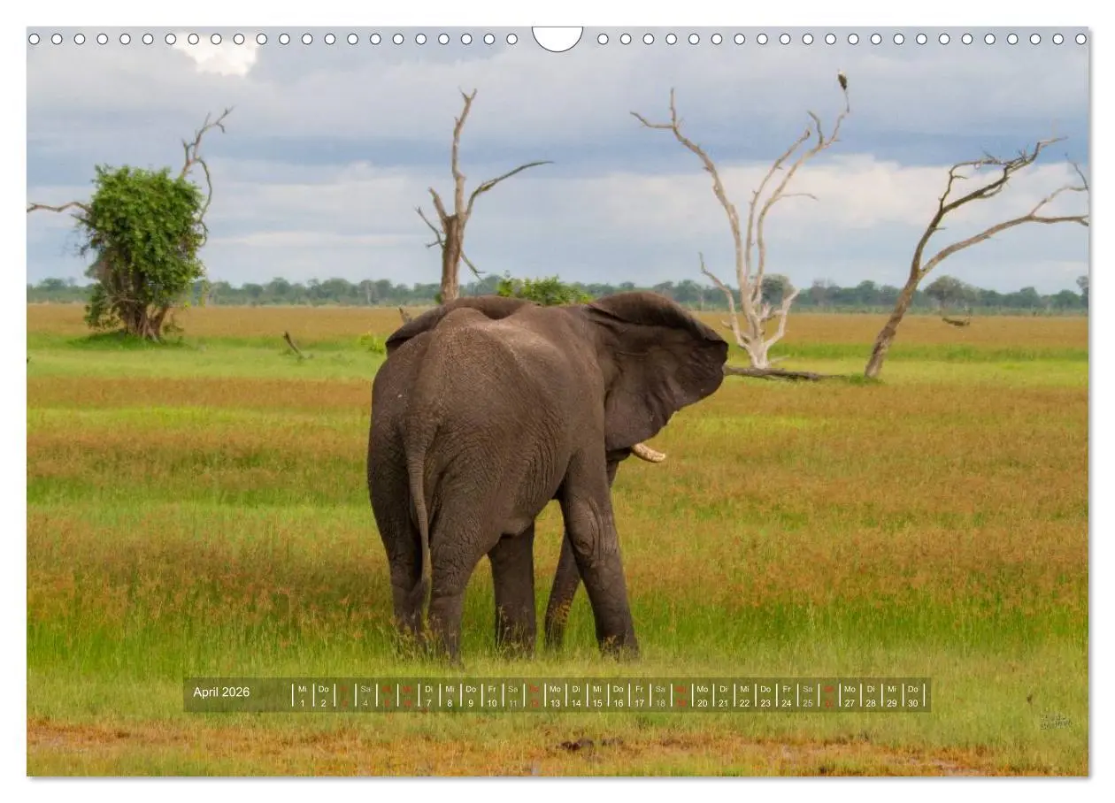 Bild: 9783516197365 | Abenteuer Botswana Afrika - Adventure Botswana (Wandkalender 2026...