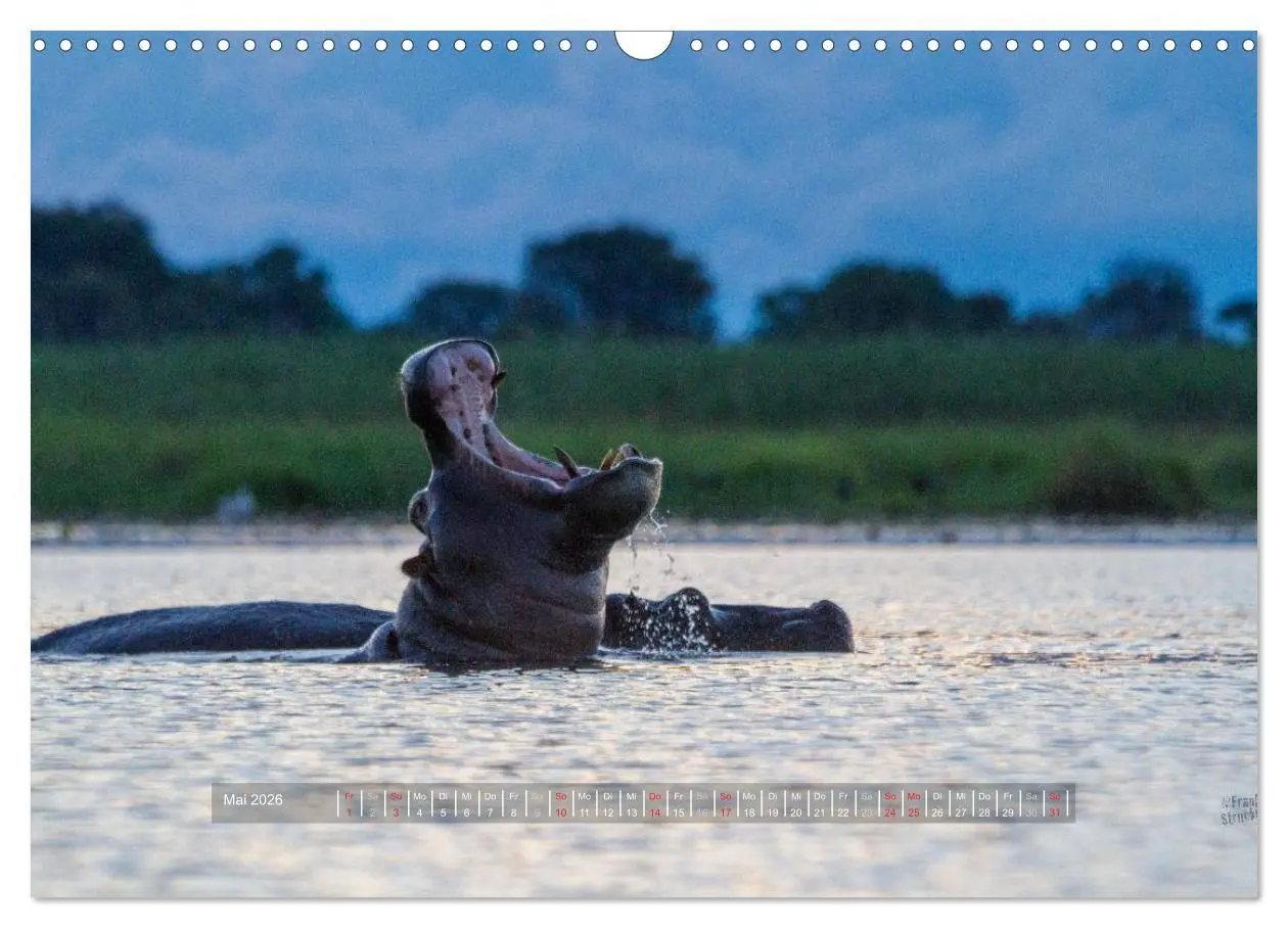 Bild: 9783516197365 | Abenteuer Botswana Afrika - Adventure Botswana (Wandkalender 2026...