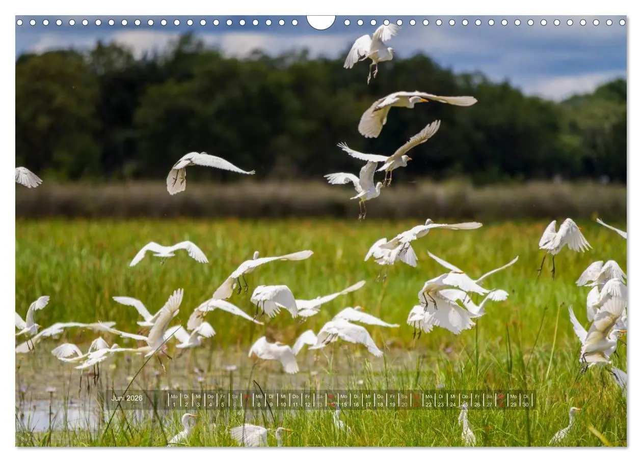 Bild: 9783516197365 | Abenteuer Botswana Afrika - Adventure Botswana (Wandkalender 2026...