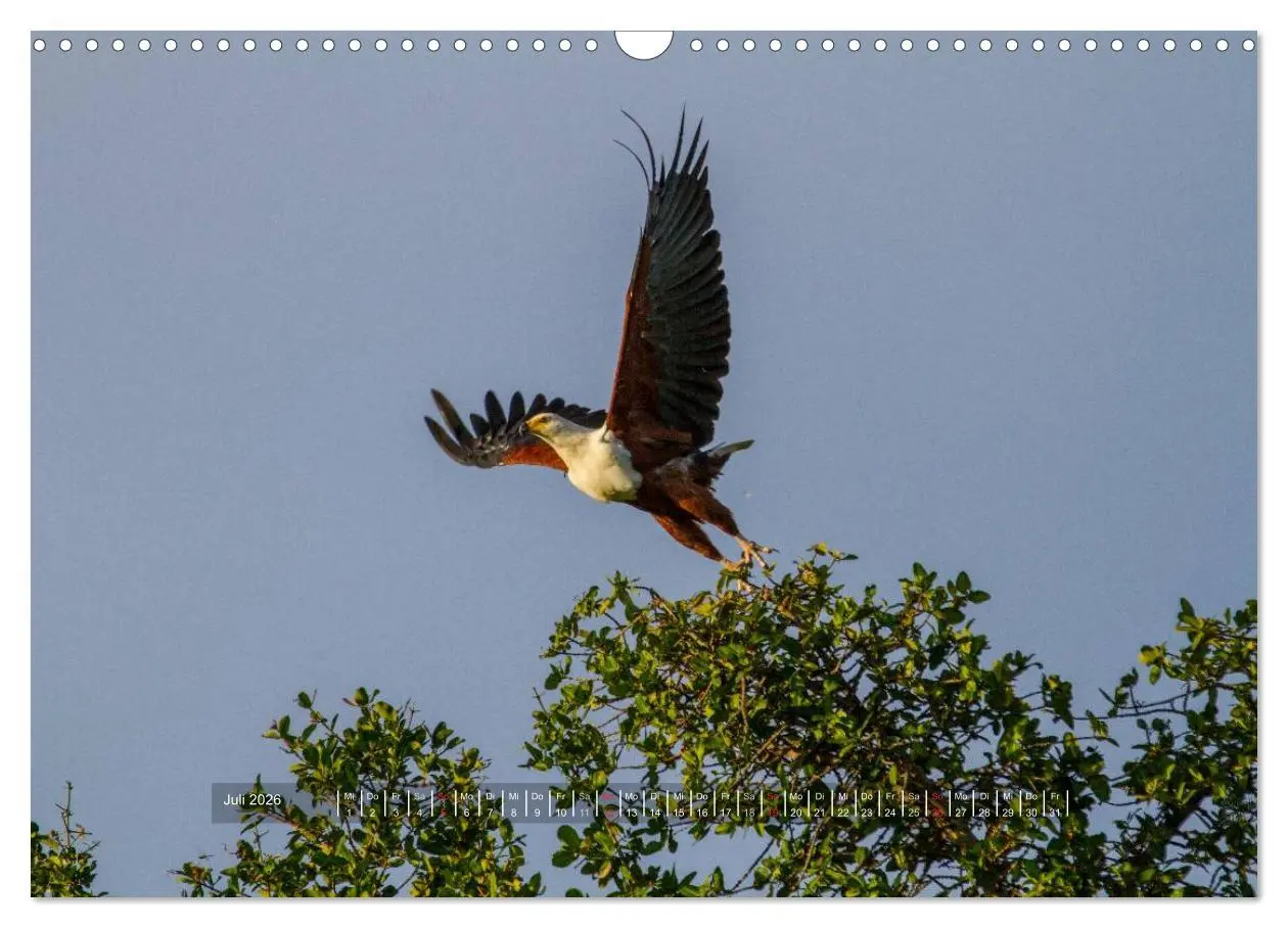 Bild: 9783516197365 | Abenteuer Botswana Afrika - Adventure Botswana (Wandkalender 2026...