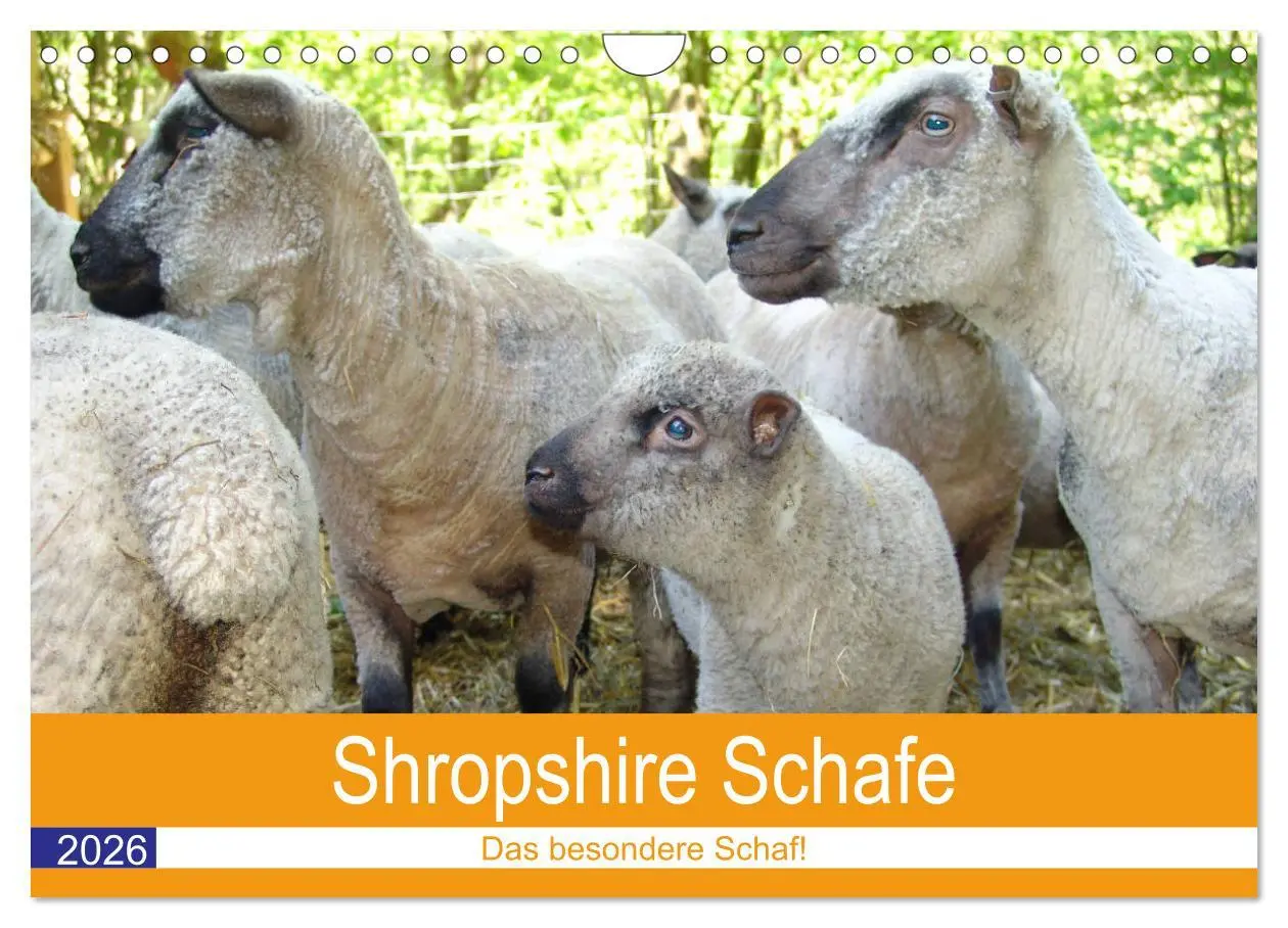 Cover: 9783457917565 | Shropshire Schafe (Wandkalender 2026 DIN A4 quer), CALVENDO...