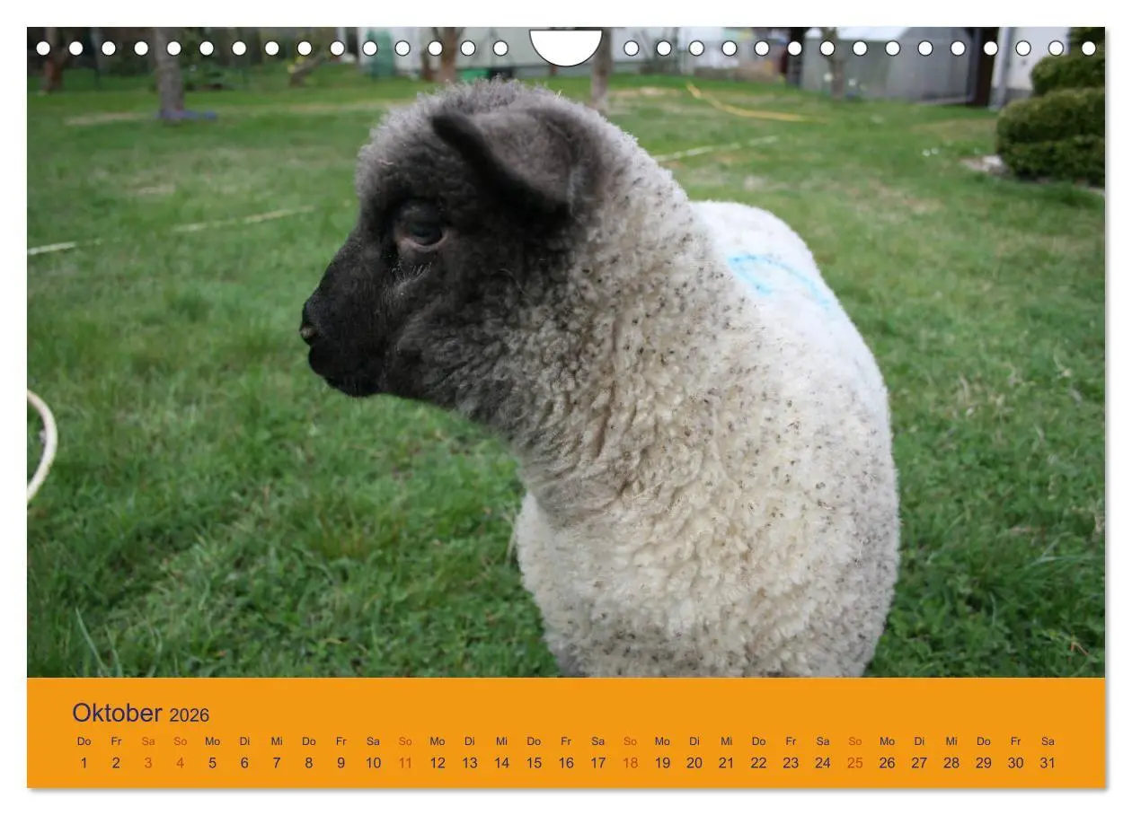 Bild: 9783457917565 | Shropshire Schafe (Wandkalender 2026 DIN A4 quer), CALVENDO...