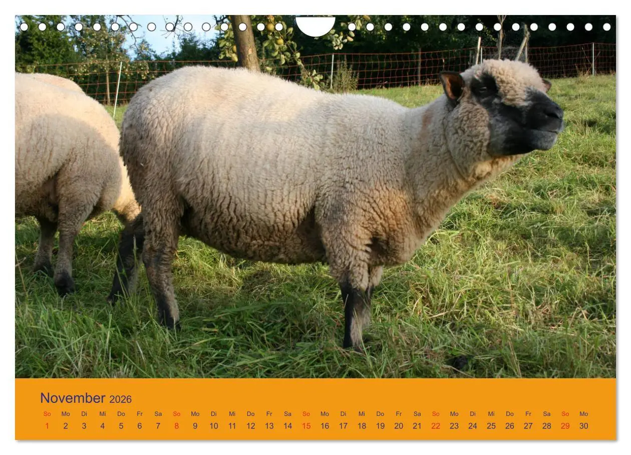 Bild: 9783457917565 | Shropshire Schafe (Wandkalender 2026 DIN A4 quer), CALVENDO...