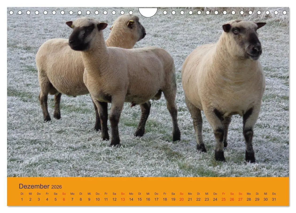 Bild: 9783457917565 | Shropshire Schafe (Wandkalender 2026 DIN A4 quer), CALVENDO...