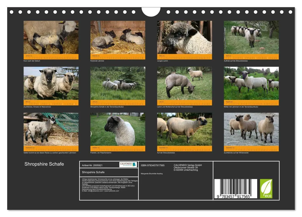Bild: 9783457917565 | Shropshire Schafe (Wandkalender 2026 DIN A4 quer), CALVENDO...