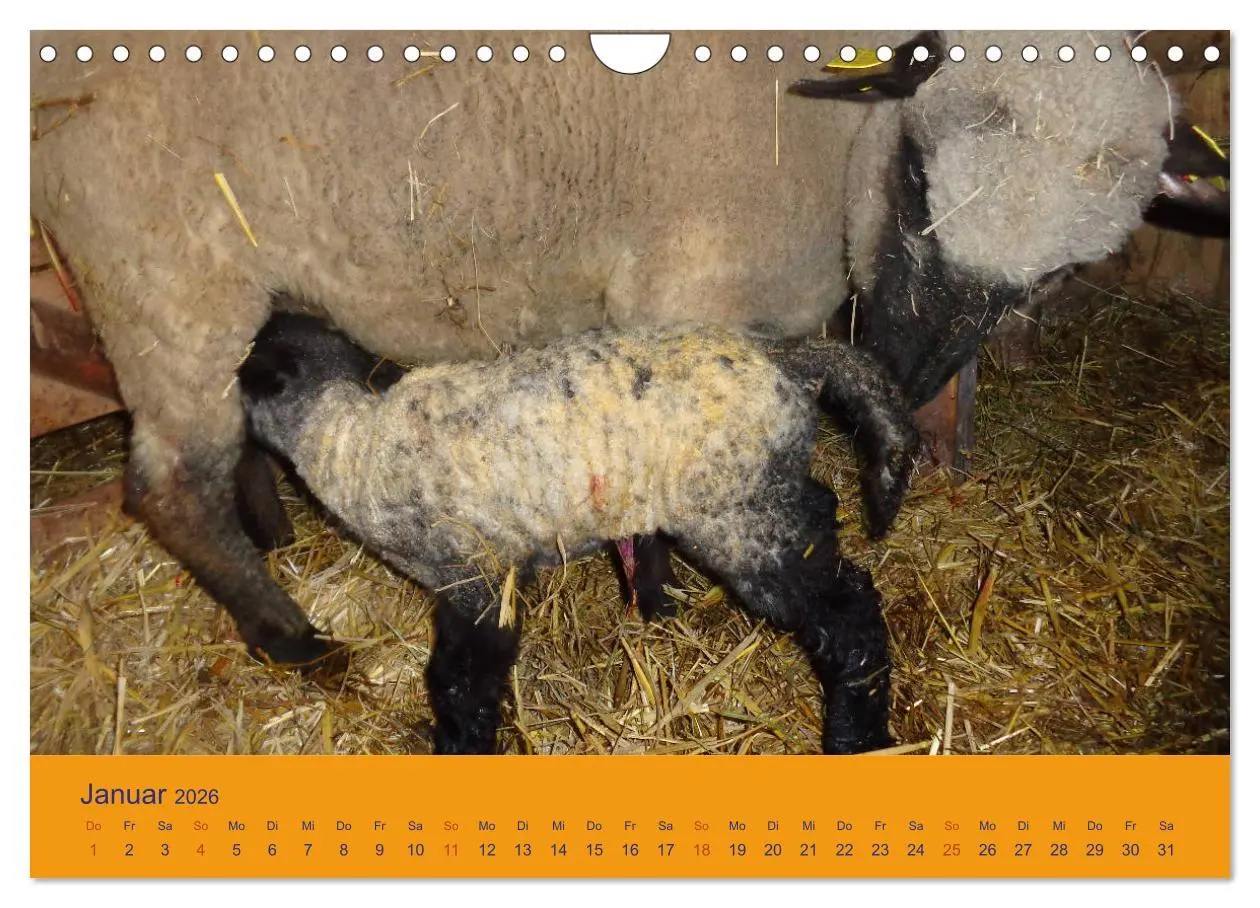 Bild: 9783457917565 | Shropshire Schafe (Wandkalender 2026 DIN A4 quer), CALVENDO...