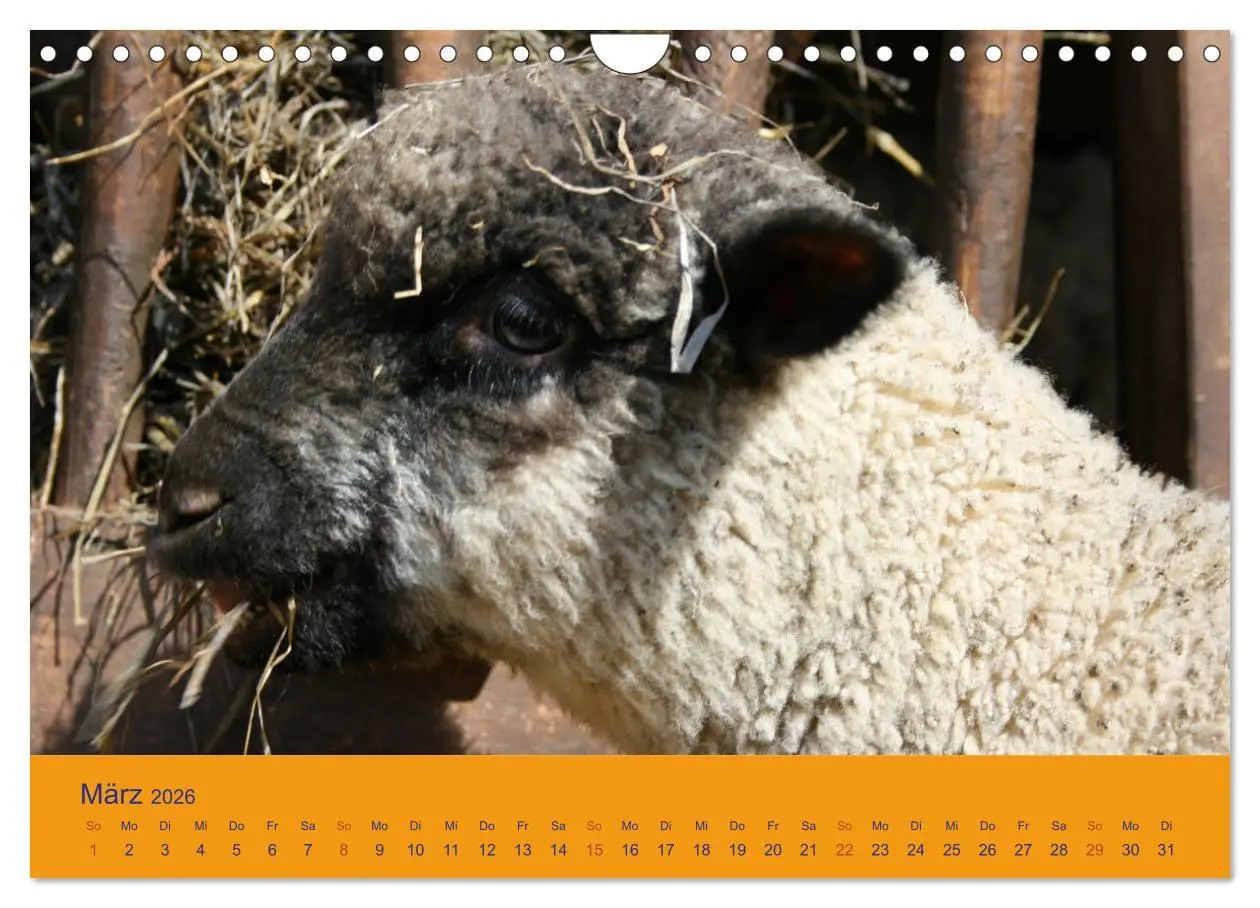 Bild: 9783457917565 | Shropshire Schafe (Wandkalender 2026 DIN A4 quer), CALVENDO...