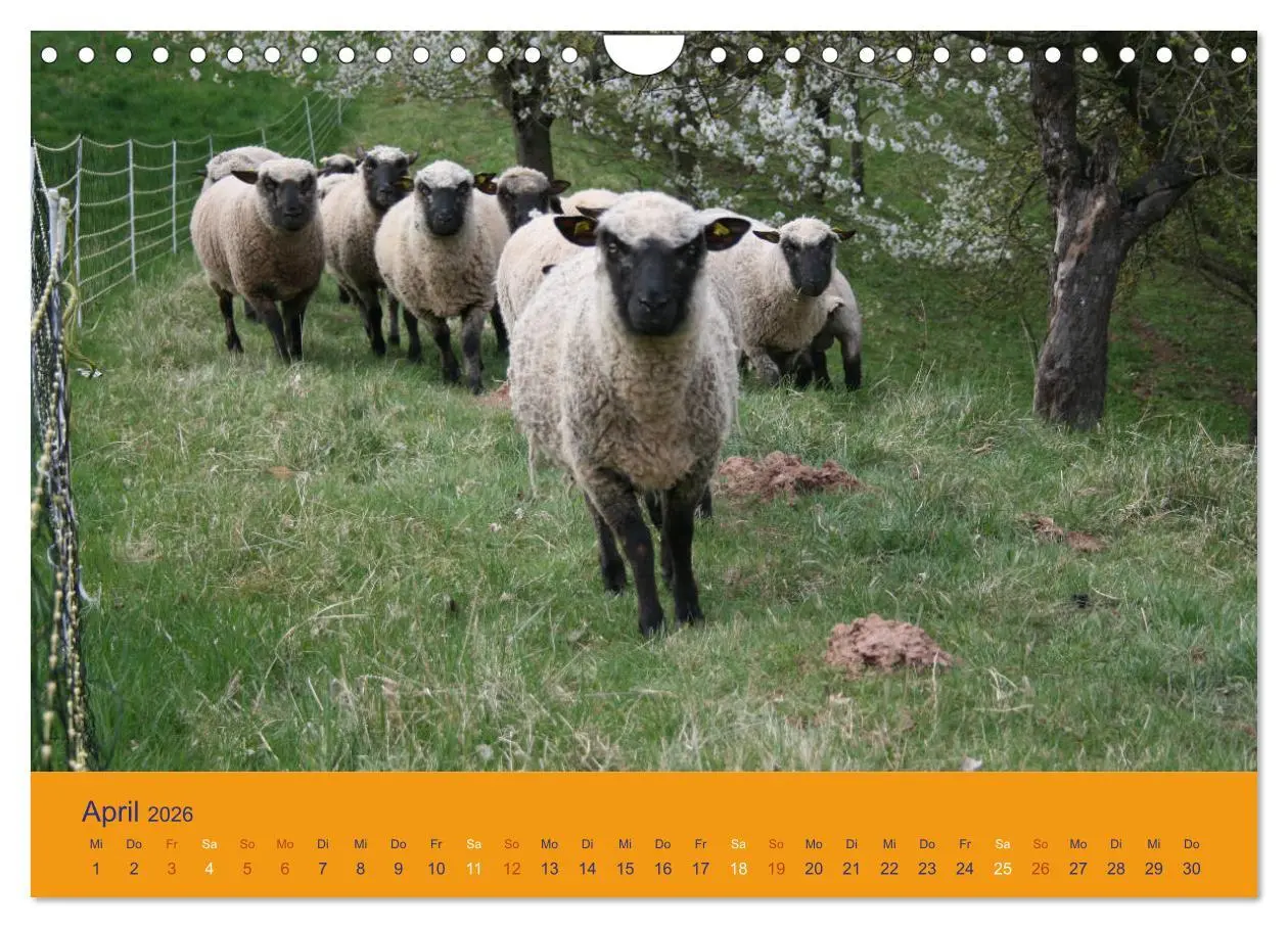 Bild: 9783457917565 | Shropshire Schafe (Wandkalender 2026 DIN A4 quer), CALVENDO...