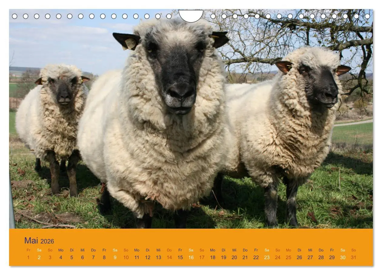 Bild: 9783457917565 | Shropshire Schafe (Wandkalender 2026 DIN A4 quer), CALVENDO...