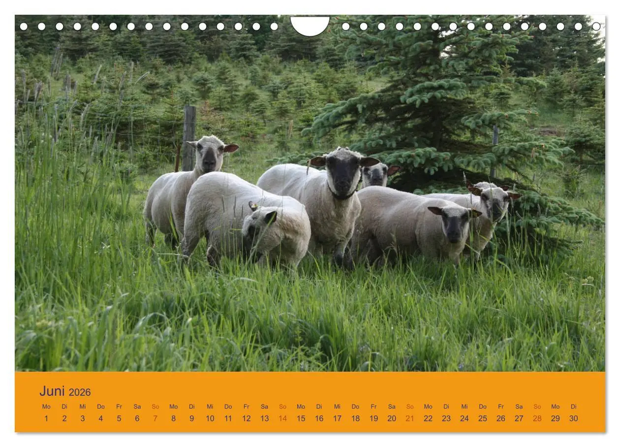 Bild: 9783457917565 | Shropshire Schafe (Wandkalender 2026 DIN A4 quer), CALVENDO...