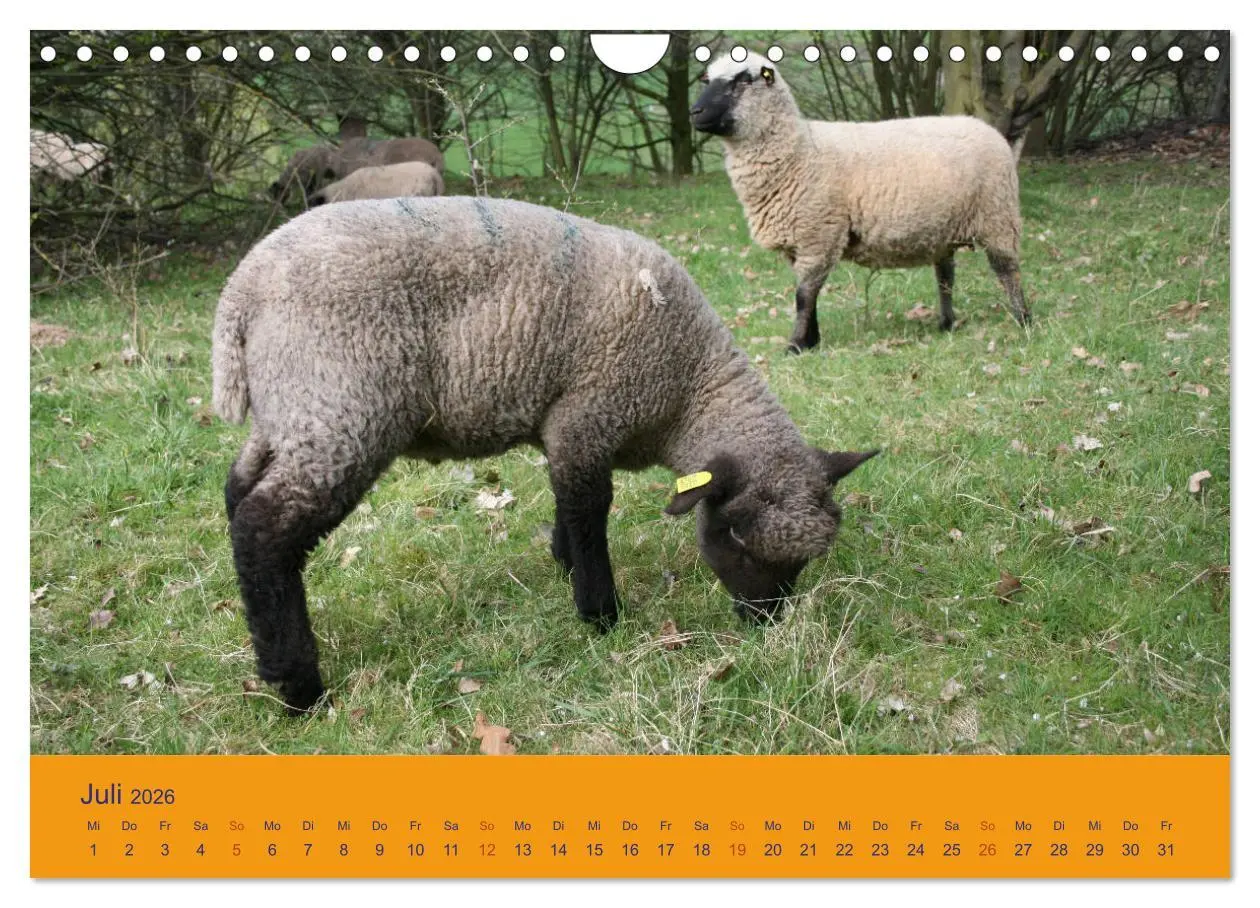Bild: 9783457917565 | Shropshire Schafe (Wandkalender 2026 DIN A4 quer), CALVENDO...