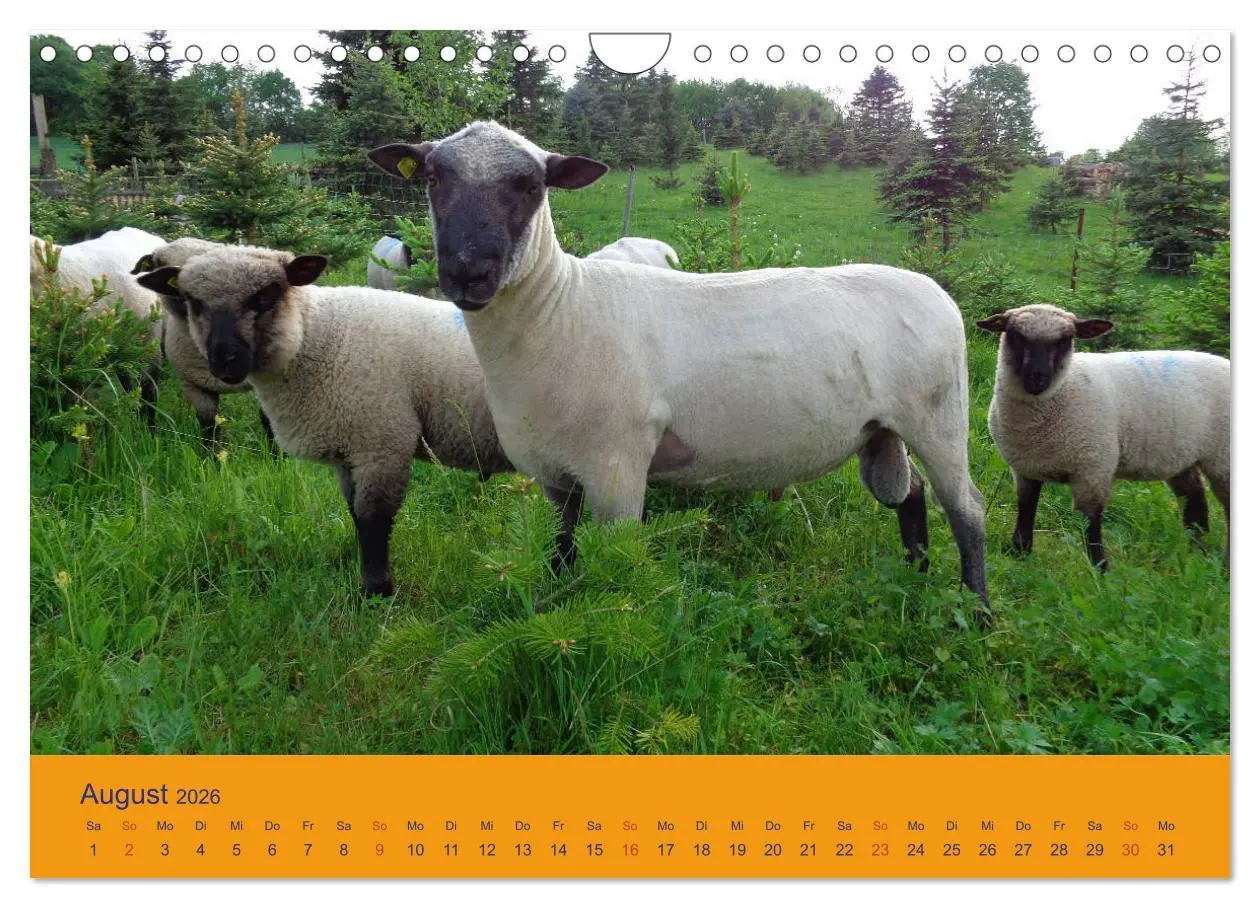 Bild: 9783457917565 | Shropshire Schafe (Wandkalender 2026 DIN A4 quer), CALVENDO...