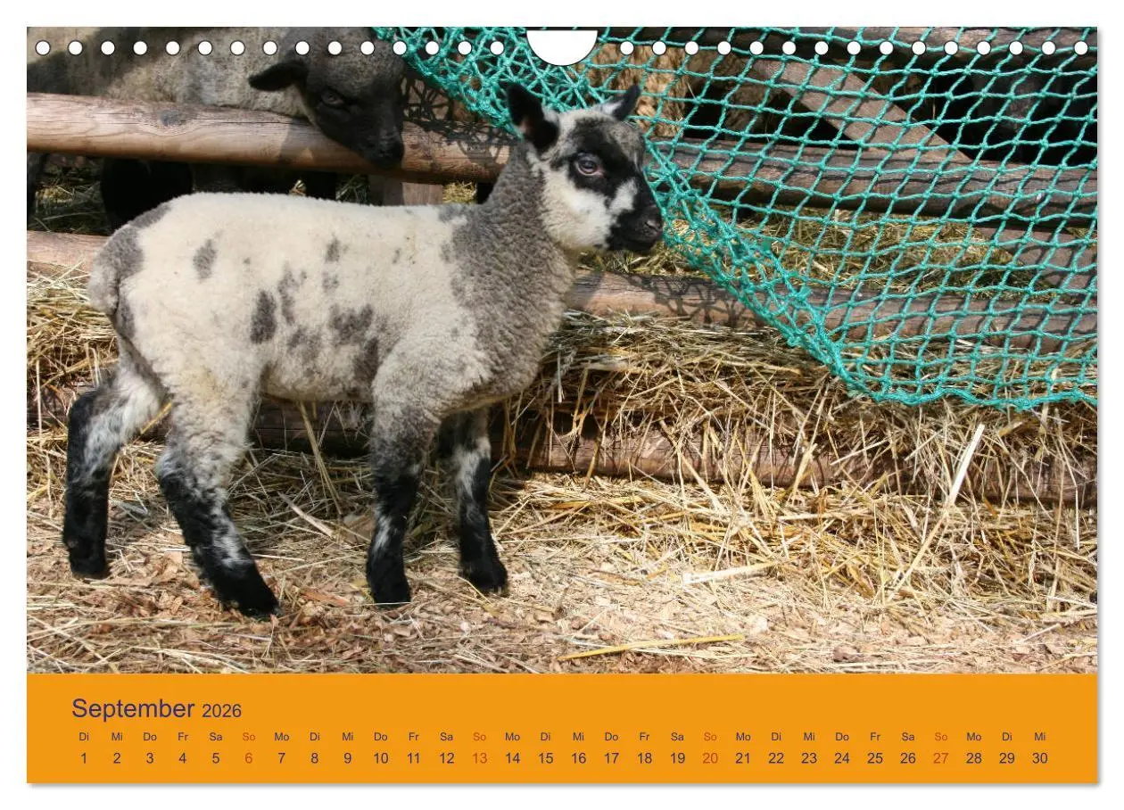 Bild: 9783457917565 | Shropshire Schafe (Wandkalender 2026 DIN A4 quer), CALVENDO...