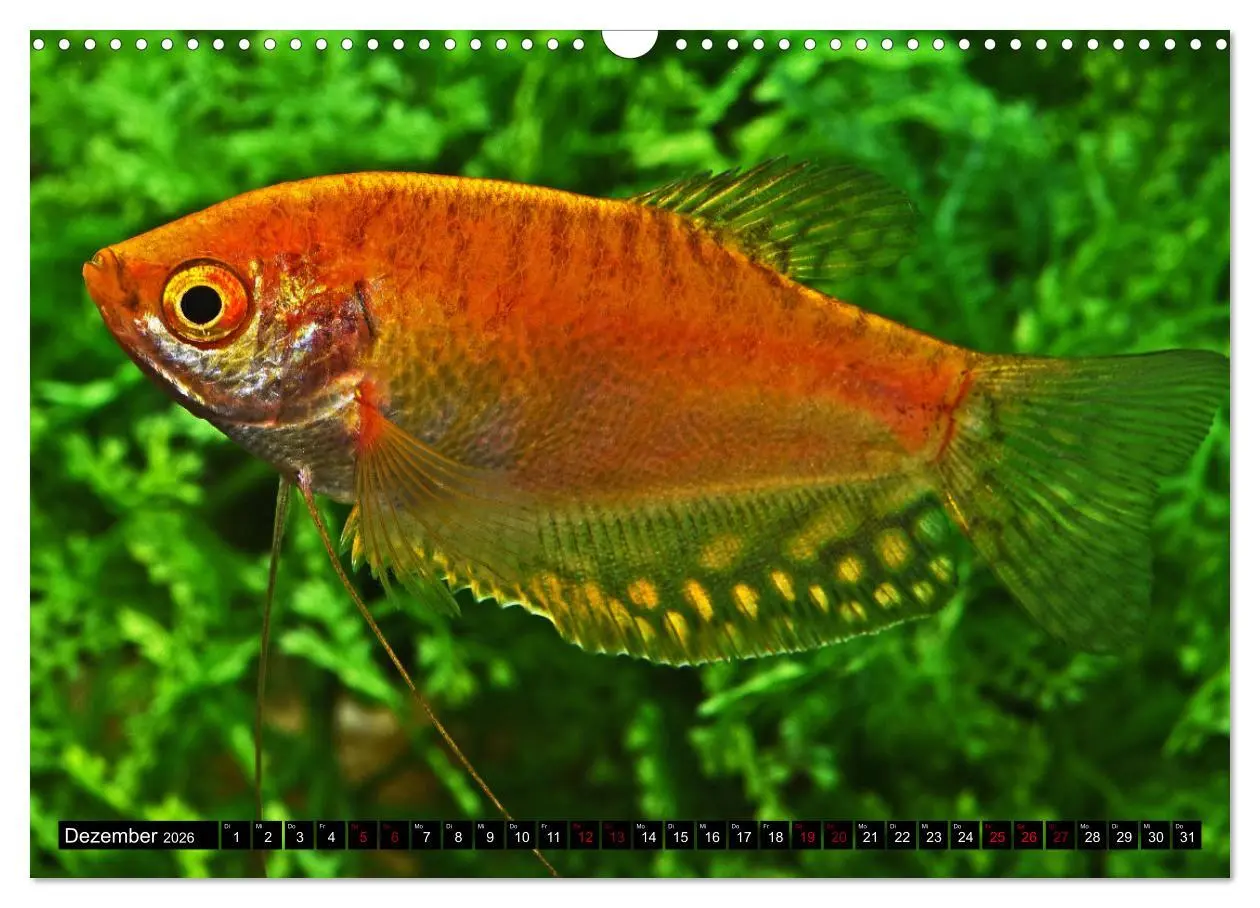 Bild: 9783457527665 | Beliebte Fische der Welt (Wandkalender 2026 DIN A3 quer), CALVENDO...