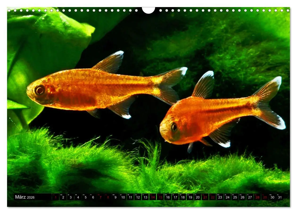 Bild: 9783457527665 | Beliebte Fische der Welt (Wandkalender 2026 DIN A3 quer), CALVENDO...