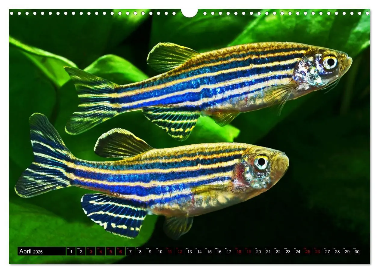 Bild: 9783457527665 | Beliebte Fische der Welt (Wandkalender 2026 DIN A3 quer), CALVENDO...