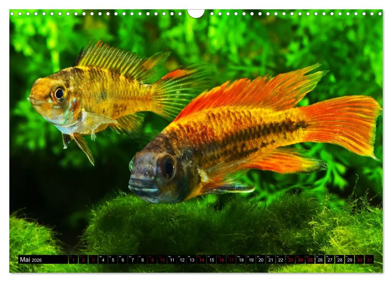 Bild: 9783457527665 | Beliebte Fische der Welt (Wandkalender 2026 DIN A3 quer), CALVENDO...