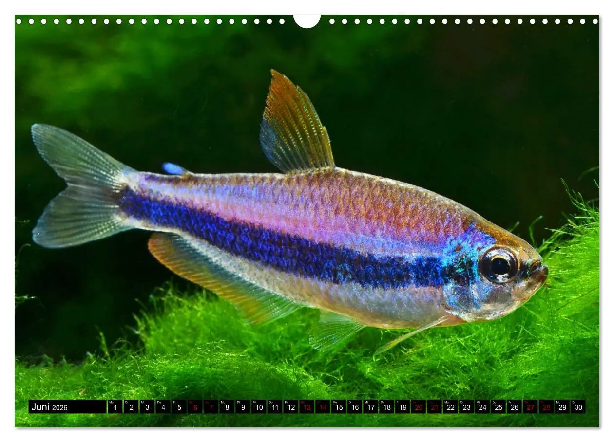Bild: 9783457527665 | Beliebte Fische der Welt (Wandkalender 2026 DIN A3 quer), CALVENDO...