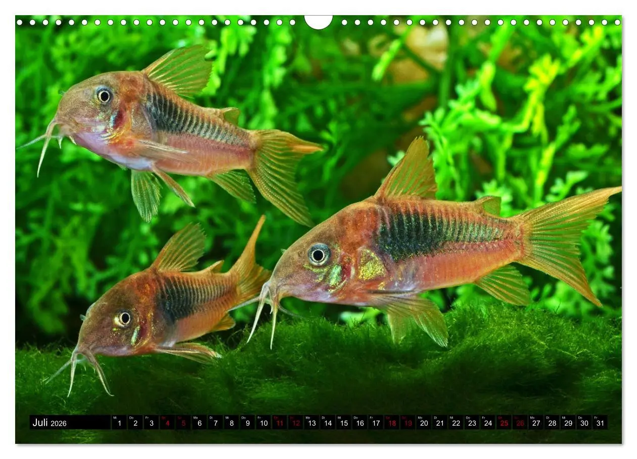 Bild: 9783457527665 | Beliebte Fische der Welt (Wandkalender 2026 DIN A3 quer), CALVENDO...