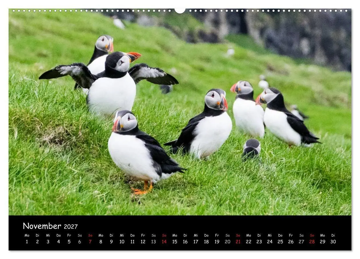 Bild: 9783569947665 | Die Papageientaucher von Mykines (hochwertiger Premium Wandkalender...