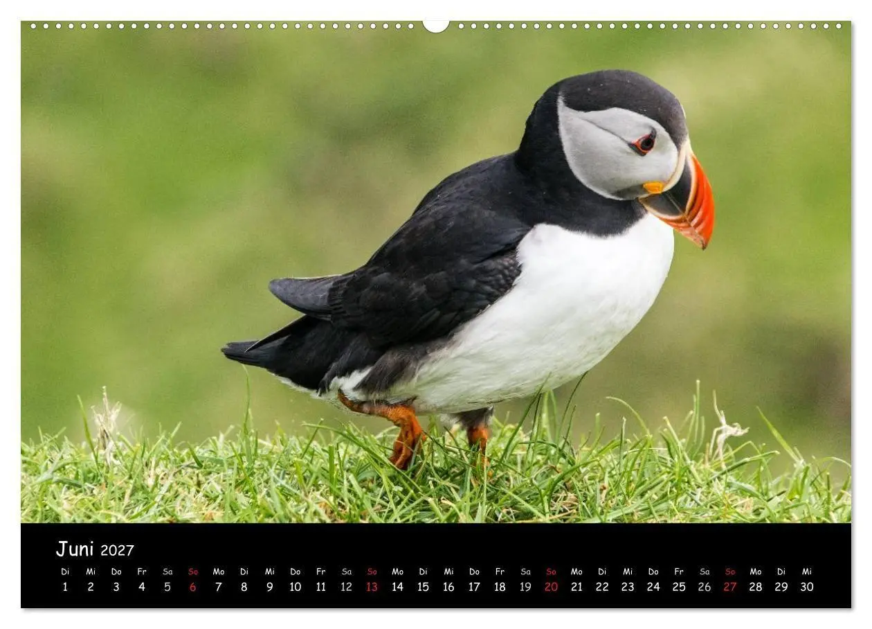 Bild: 9783569947665 | Die Papageientaucher von Mykines (hochwertiger Premium Wandkalender...