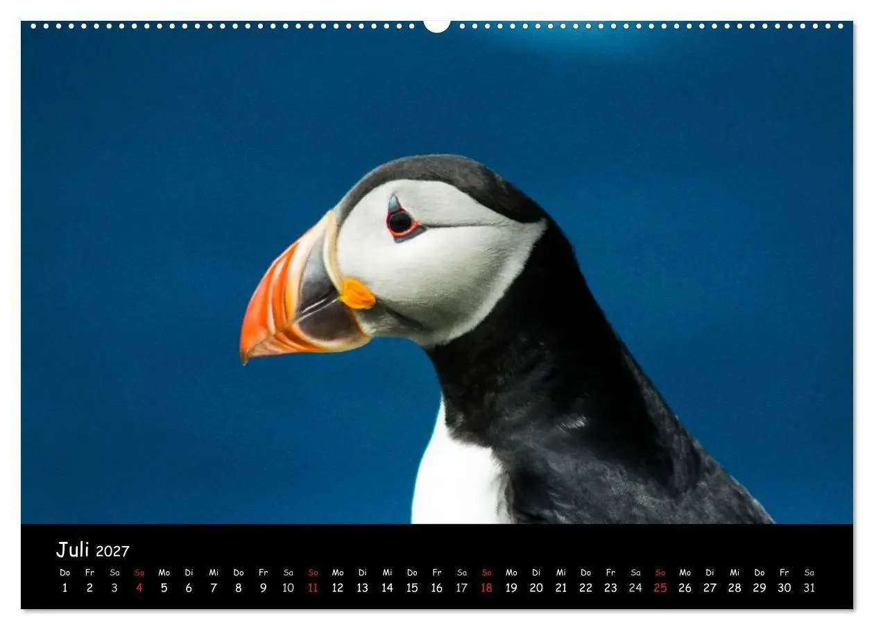 Bild: 9783569947665 | Die Papageientaucher von Mykines (hochwertiger Premium Wandkalender...