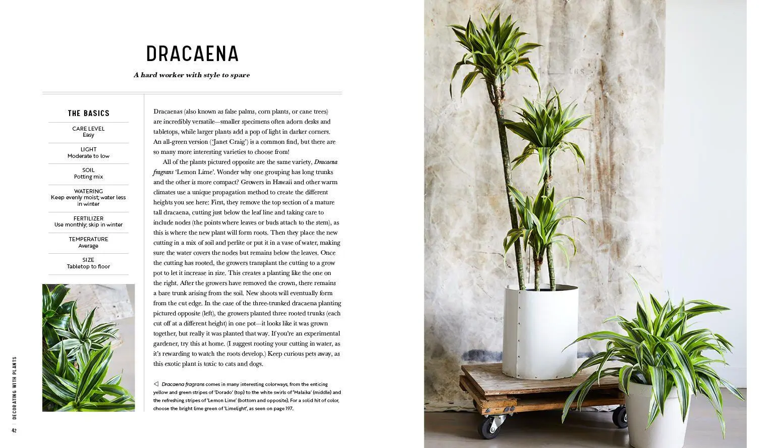 Bild: 9781579657765 | Decorating with Plants | Baylor Chapman | Buch | Gebunden | Englisch