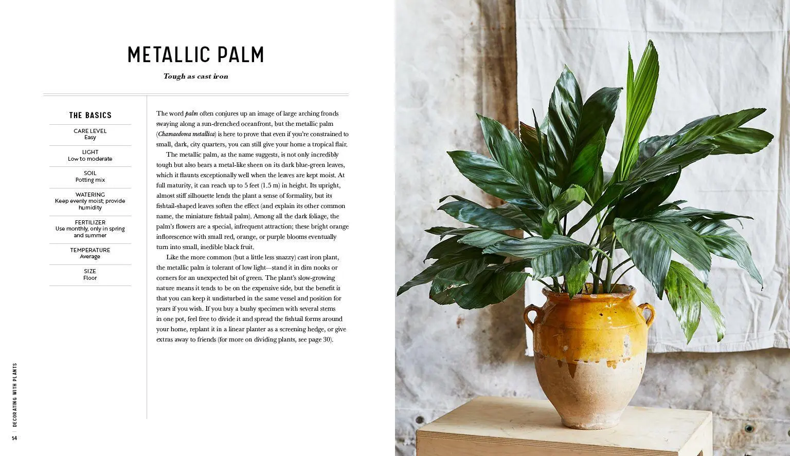 Bild: 9781579657765 | Decorating with Plants | Baylor Chapman | Buch | Gebunden | Englisch