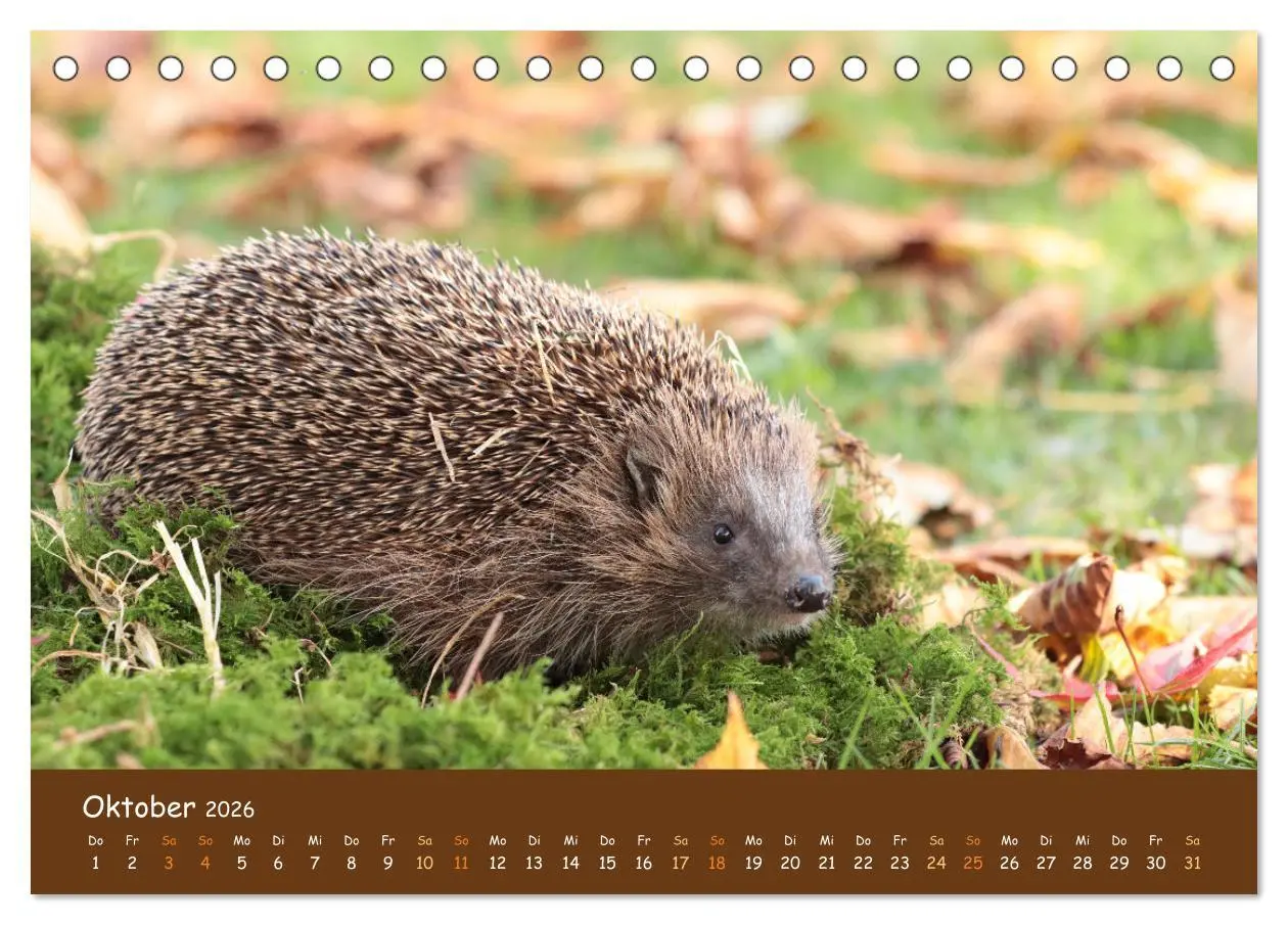 Bild: 9783457437865 | ES WIRD WILD Wildtiere von klein bis groß (Tischkalender 2026 DIN...