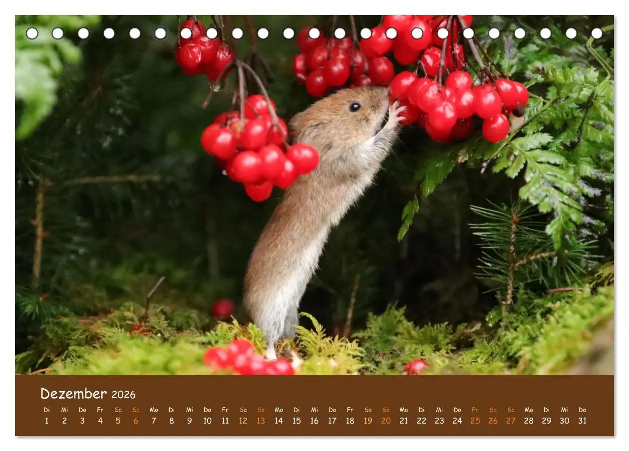 Bild: 9783457437865 | ES WIRD WILD Wildtiere von klein bis groß (Tischkalender 2026 DIN...