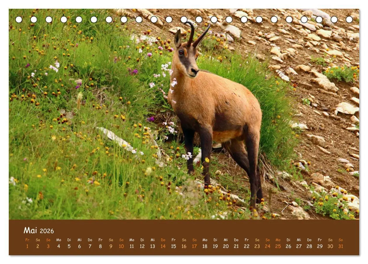 Bild: 9783457437865 | ES WIRD WILD Wildtiere von klein bis groß (Tischkalender 2026 DIN...